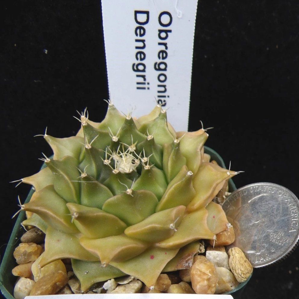 Photo of the plant species Obregonia denegrii by @Coma named Cactus Obregonia Denegrii on Greg, the plant care app