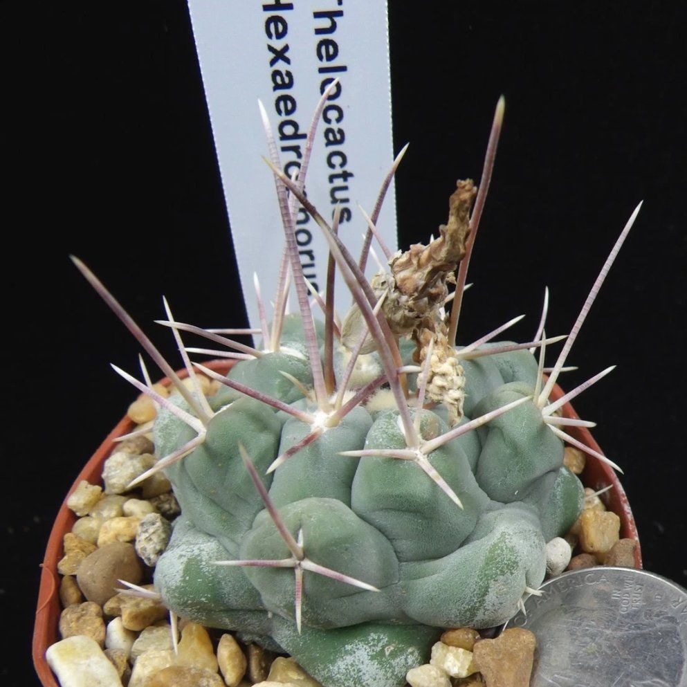 Photo of the plant species Thelocactus hexaedrophorus by @Coma named Cactus Thelocactus Hexaedrophorus on Greg, the plant care app