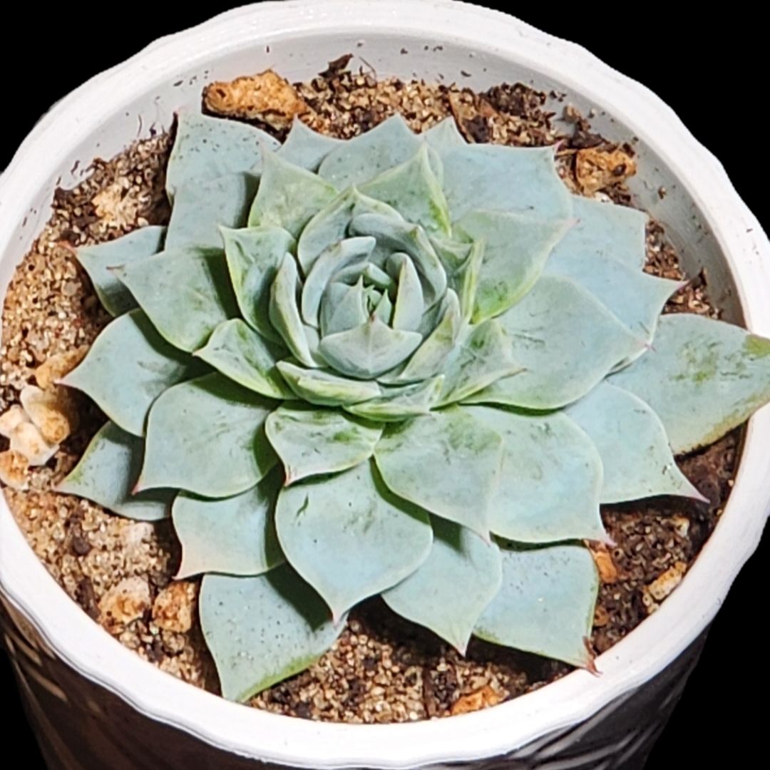 Photo of the plant species Echeveria by @Coma named E. 003 blue mist on Greg, the plant care app