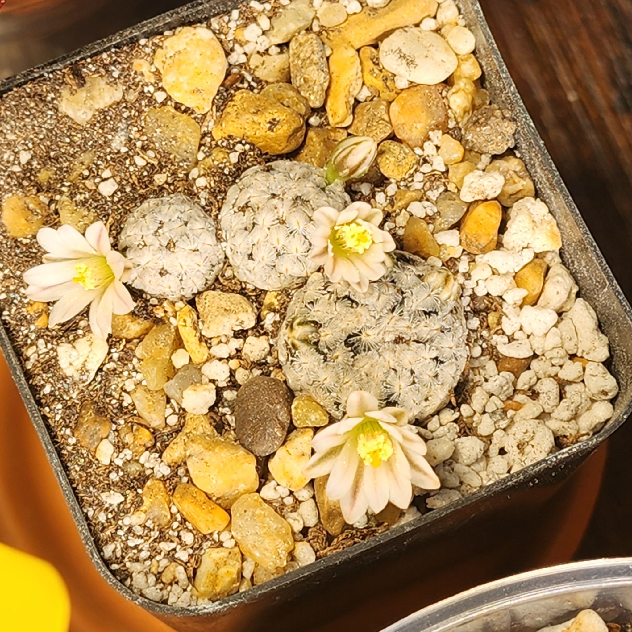 Photo of the plant species Mammillaria sanchez-mejoradae 'Album' by @Coma named Cactus Mammillaria Sanchez-Mejoradae on Greg, the plant care app