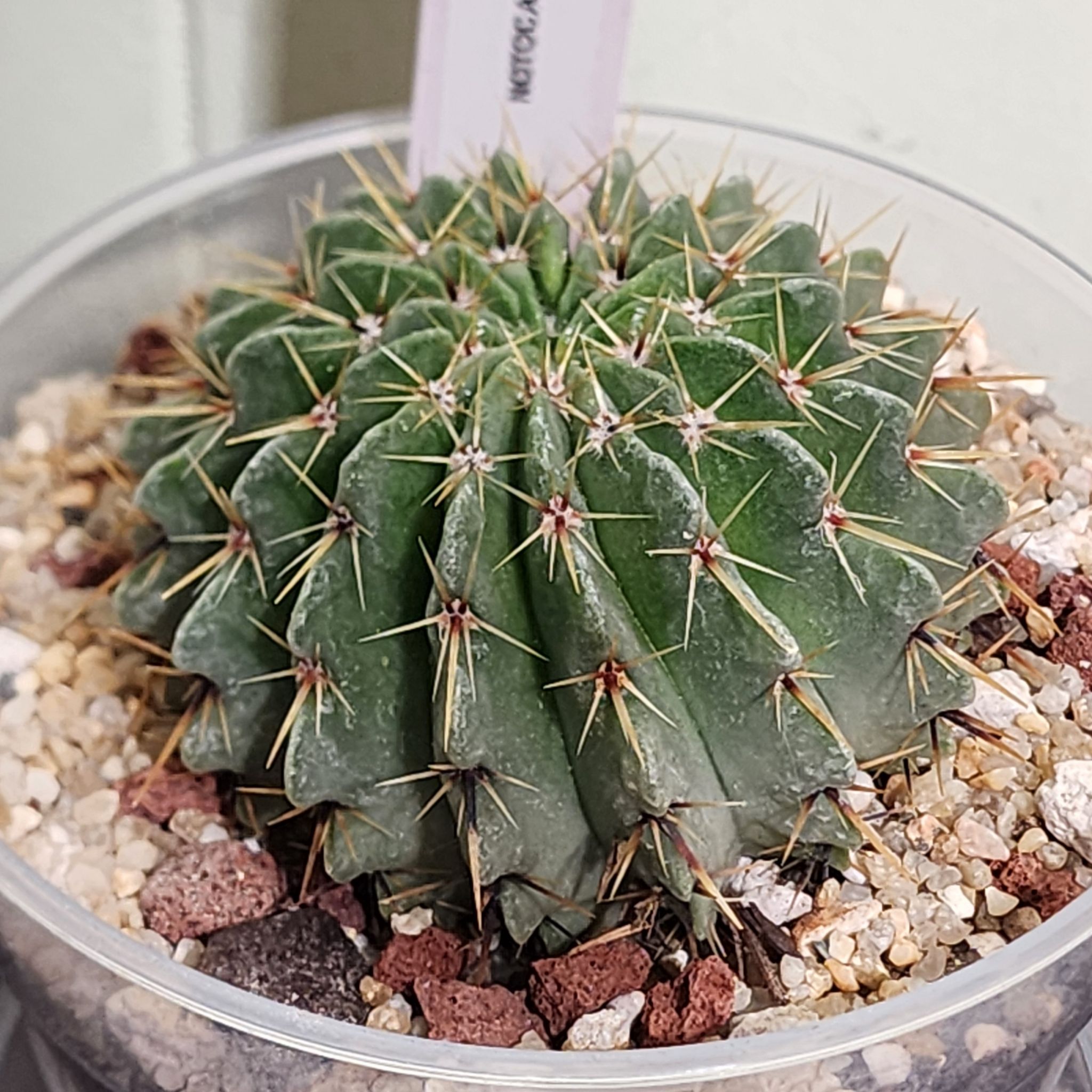 Photo of the plant species Notocactus buiningii by @Coma named Cactus Parodia buiningii on Greg, the plant care app