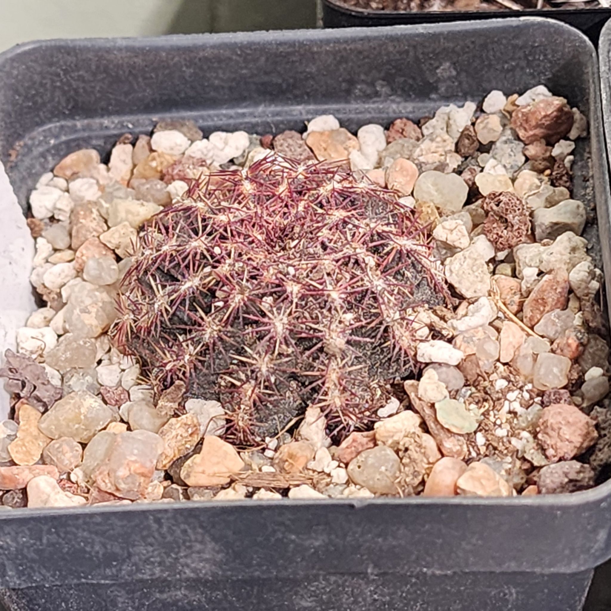 Photo of the plant species Correll's Hedgehog Cactus by @Coma named Cactus O. Echinocereus viridiflorus on Greg, the plant care app