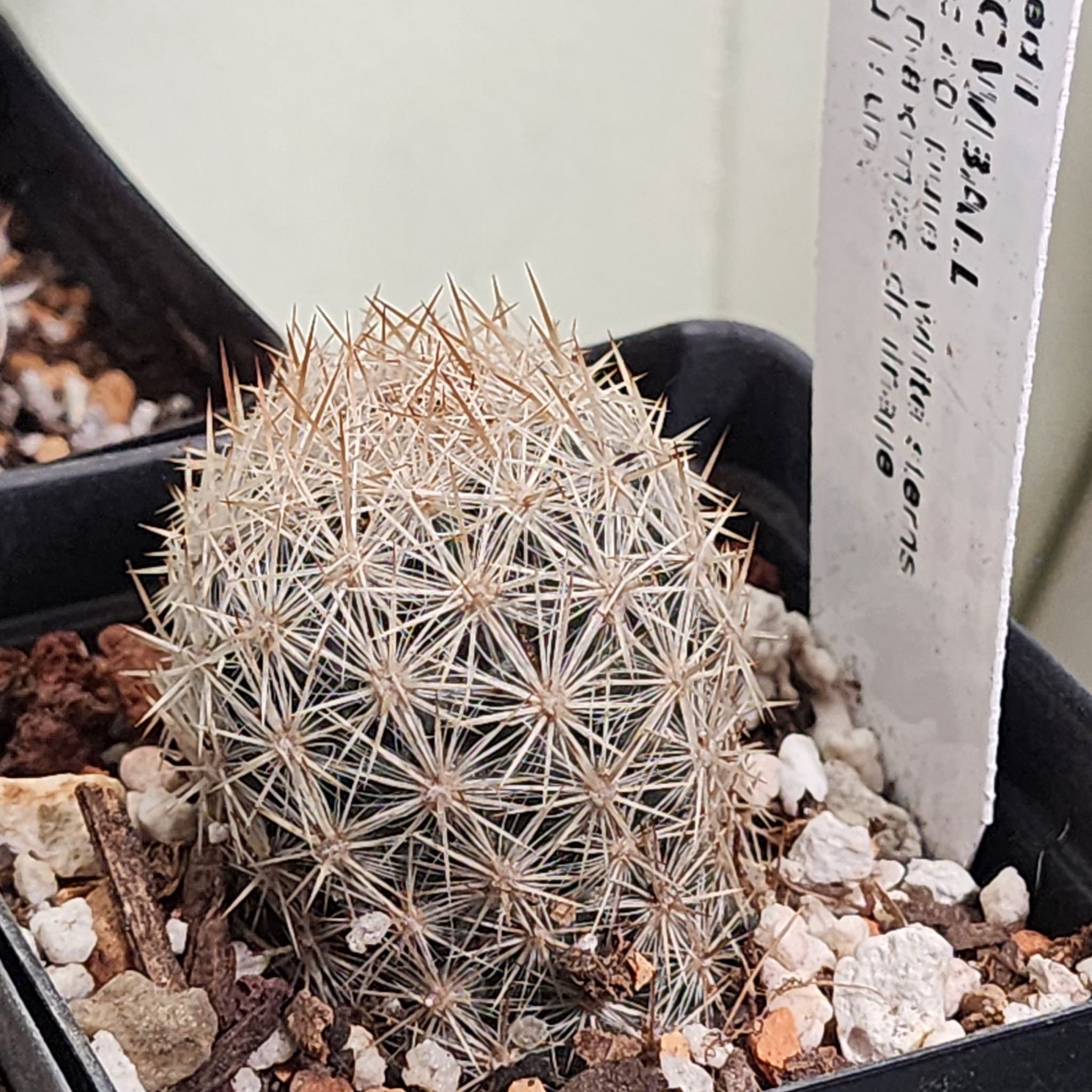 Photo of the plant species Carpet Foxtail Cactus by @Coma named Cactus O. Escobaria sneedii on Greg, the plant care app