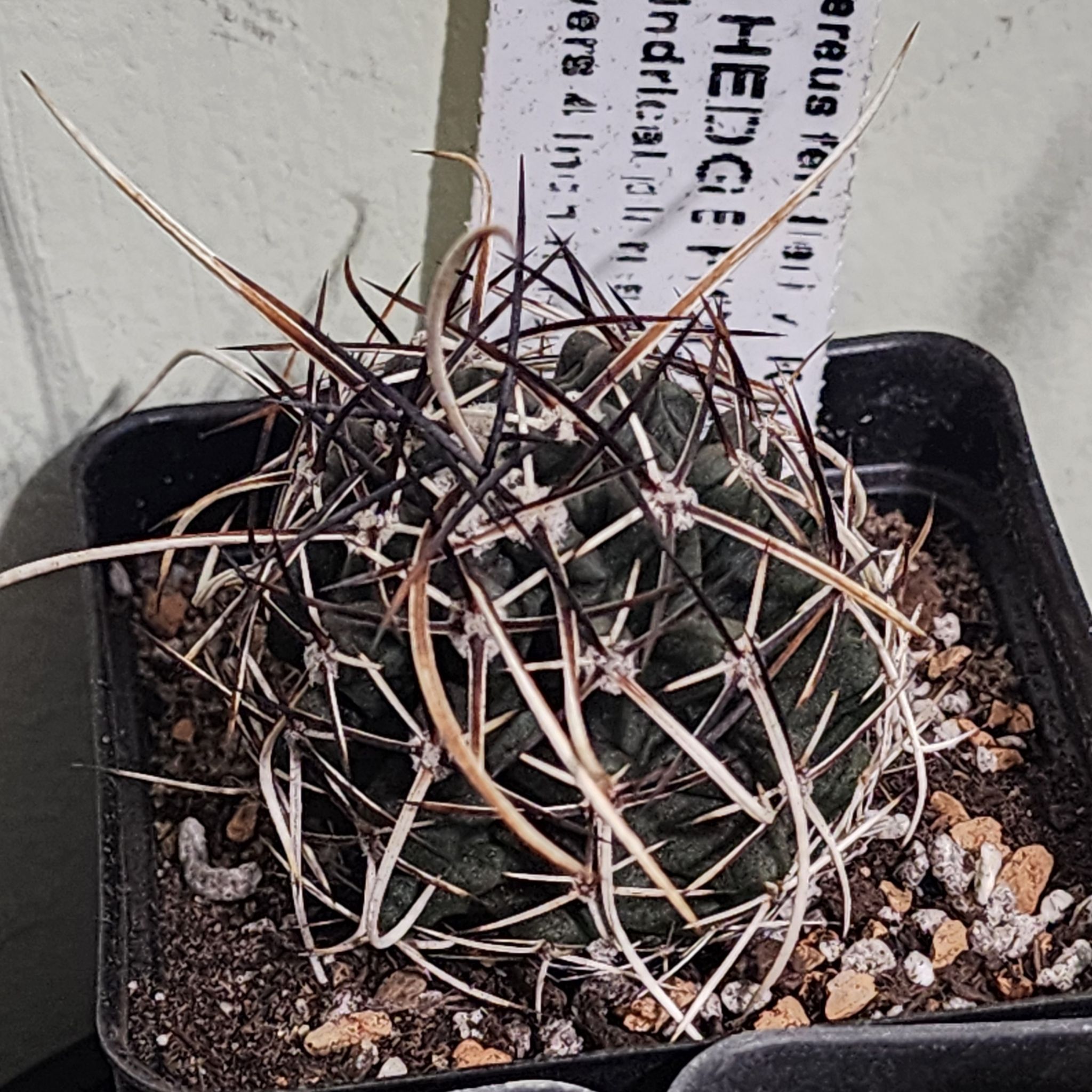 Photo of the plant species Fendler's Hedgehog Cactus by @Coma named Cactus O. Echinocereus fendleri var kuenzleri on Greg, the plant care app