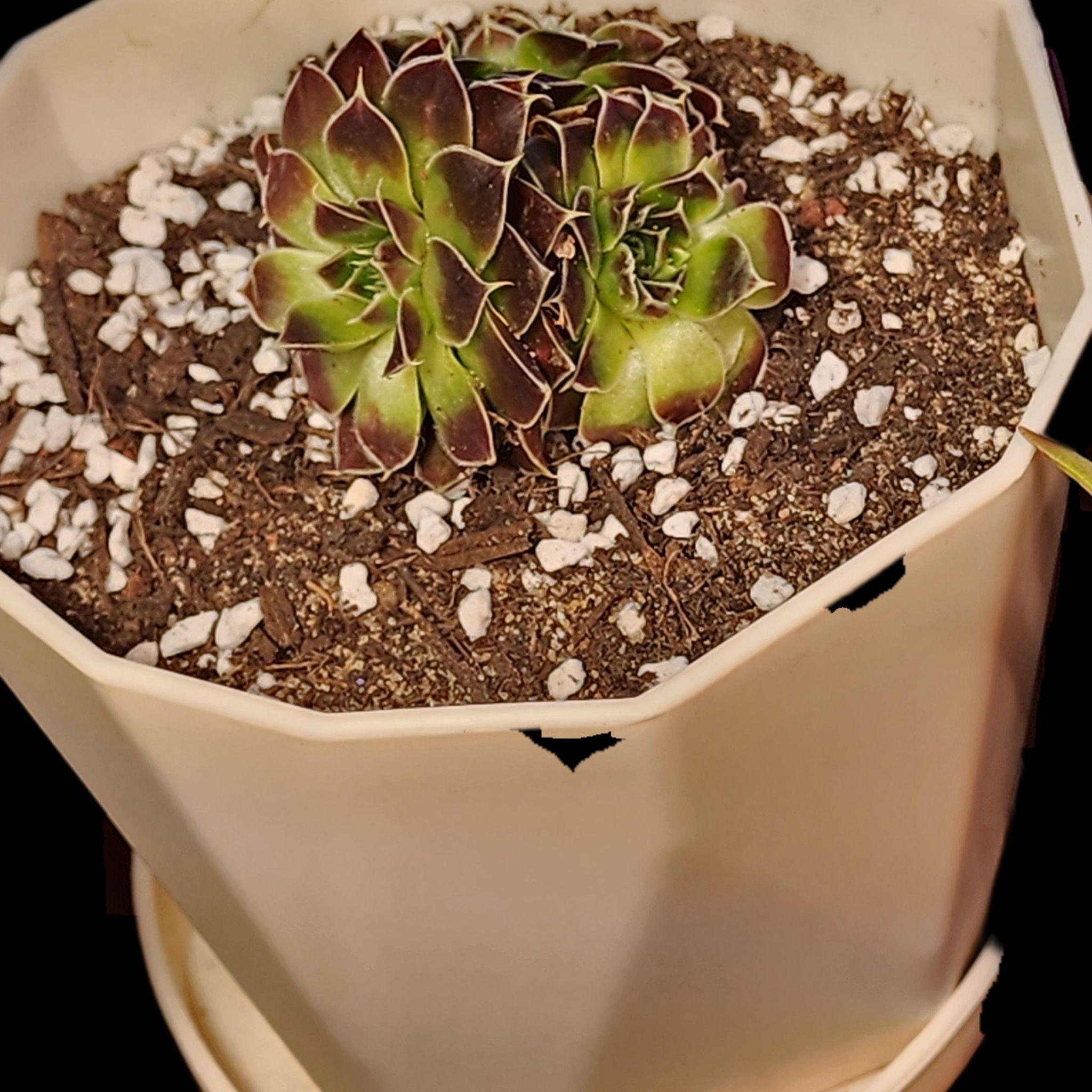 Photo of the plant species Sempervivum heuffelii by @Coma named Sempervivum heuffelii Giuseppi Spiny on Greg, the plant care app