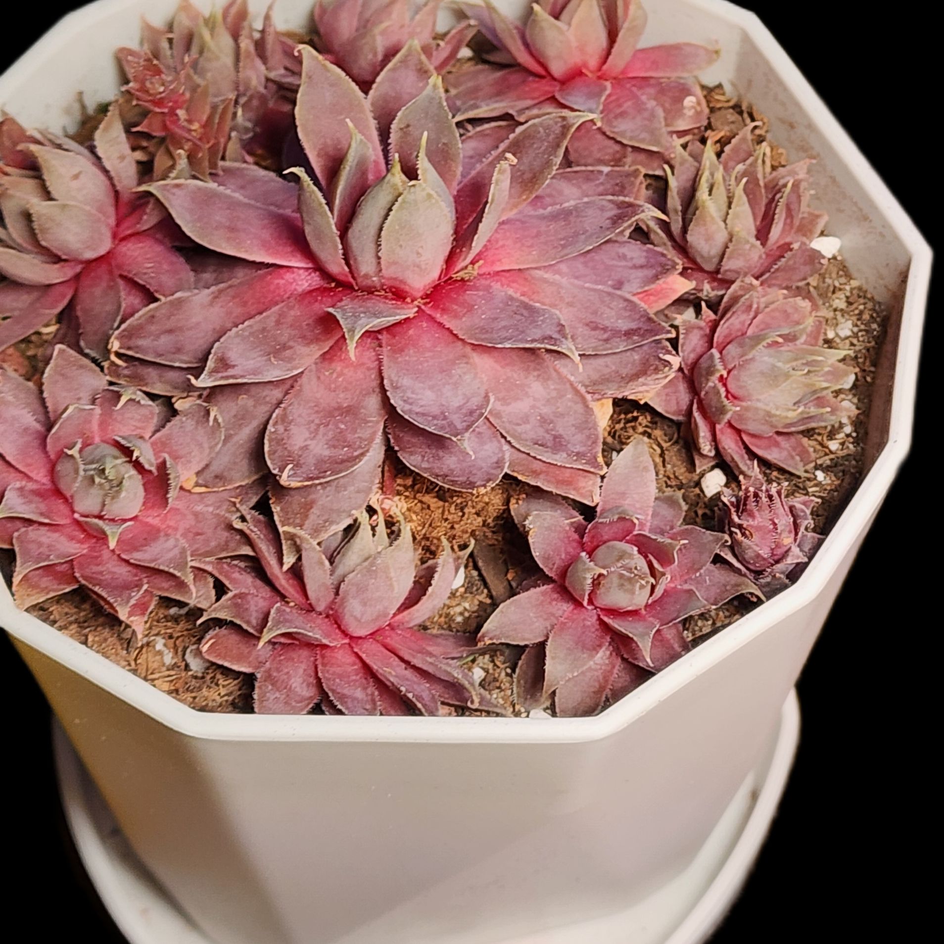Photo of the plant species Sempervivum 'Silverine' by @Coma named Sempervivum Silverine on Greg, the plant care app