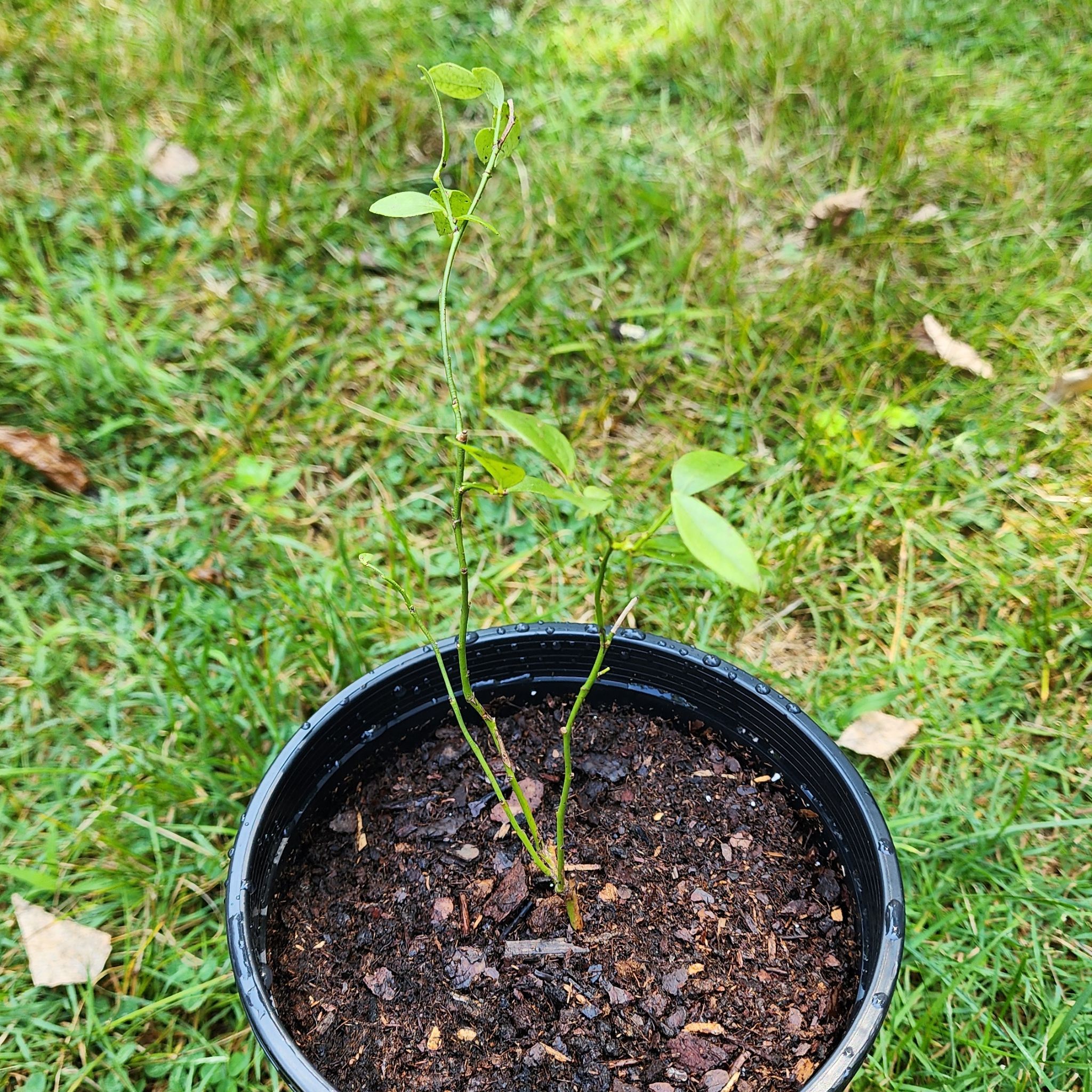 Photo of the plant species Northsky Blueberry Bush by @Coma named Blueberry Northsky Dwarf on Greg, the plant care app