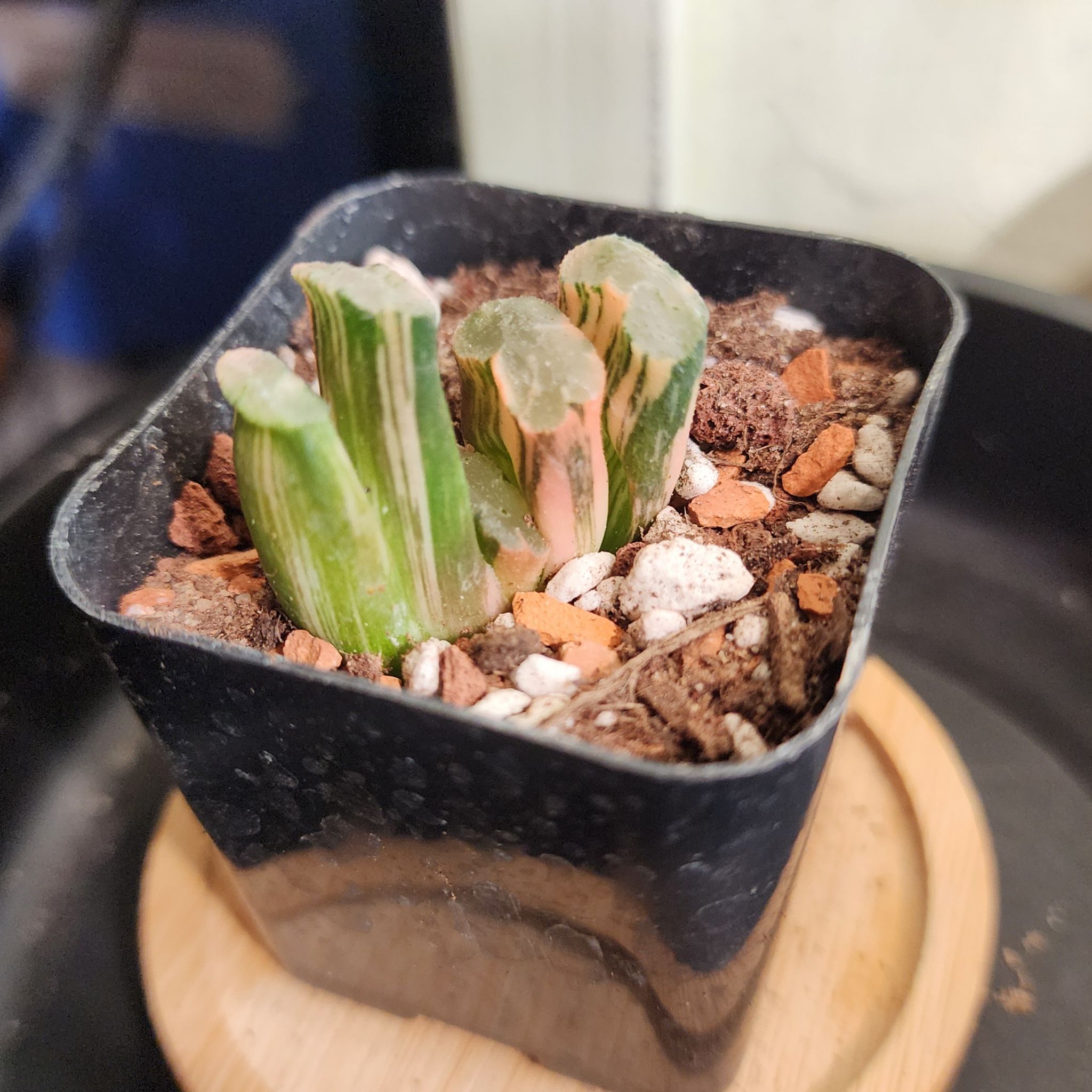 Photo of the plant species Haworthia truncata 'Variegata' by @Coma named H. 002 Truncata Hokusai Variegata on Greg, the plant care app