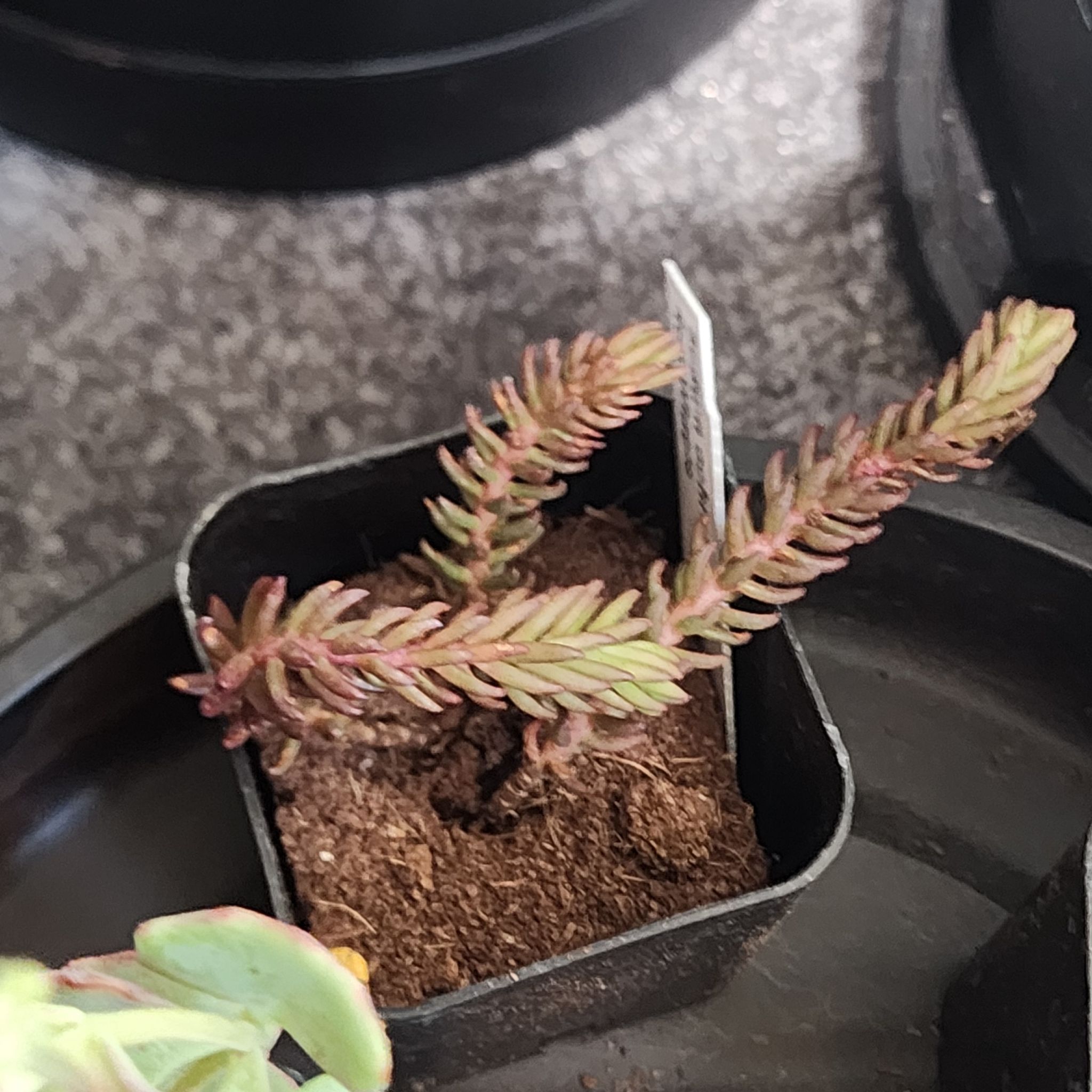 Photo of the plant species Red Wiggle by @Coma named S. Ochroleucum Red Wiggle on Greg, the plant care app