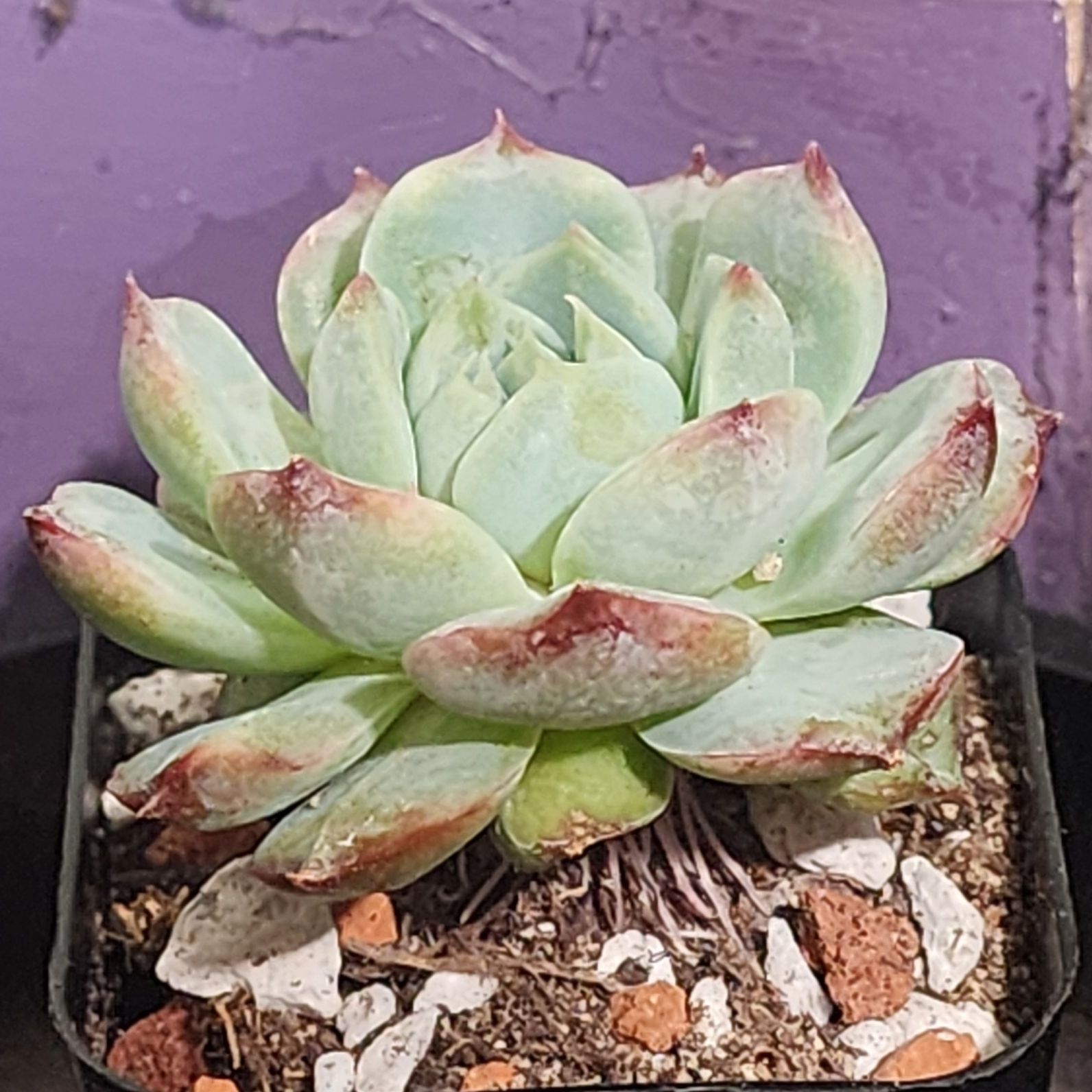 Photo of the plant species Blue Echeveria by @Coma named E. 007 Blue peacock on Greg, the plant care app