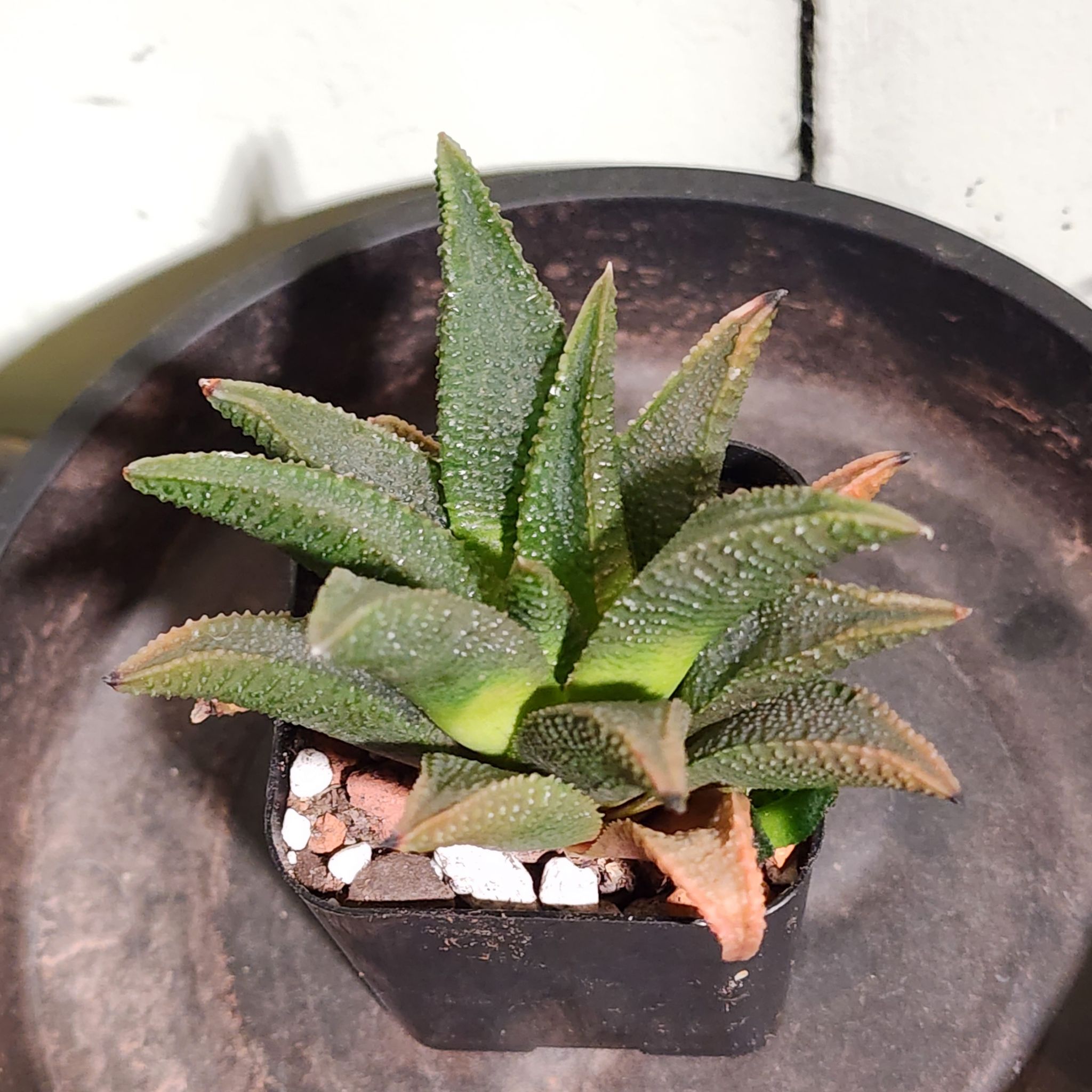 Photo of the plant species Haworthia koelmaniorum by @Coma named H. 106 Koelmaniorum on Greg, the plant care app