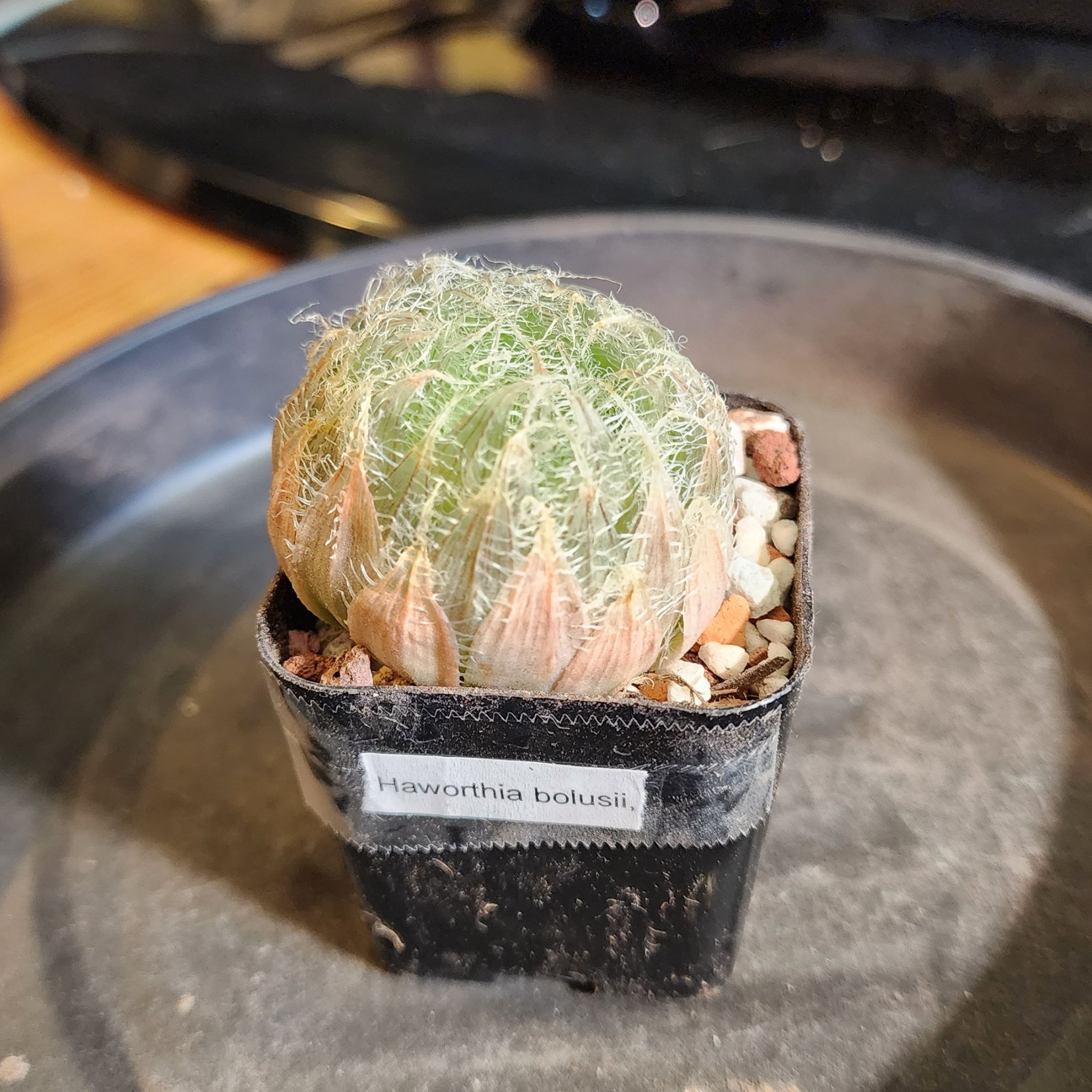 Photo of the plant species Haworthia bolusii by @Coma named H. 108 bolusii on Greg, the plant care app