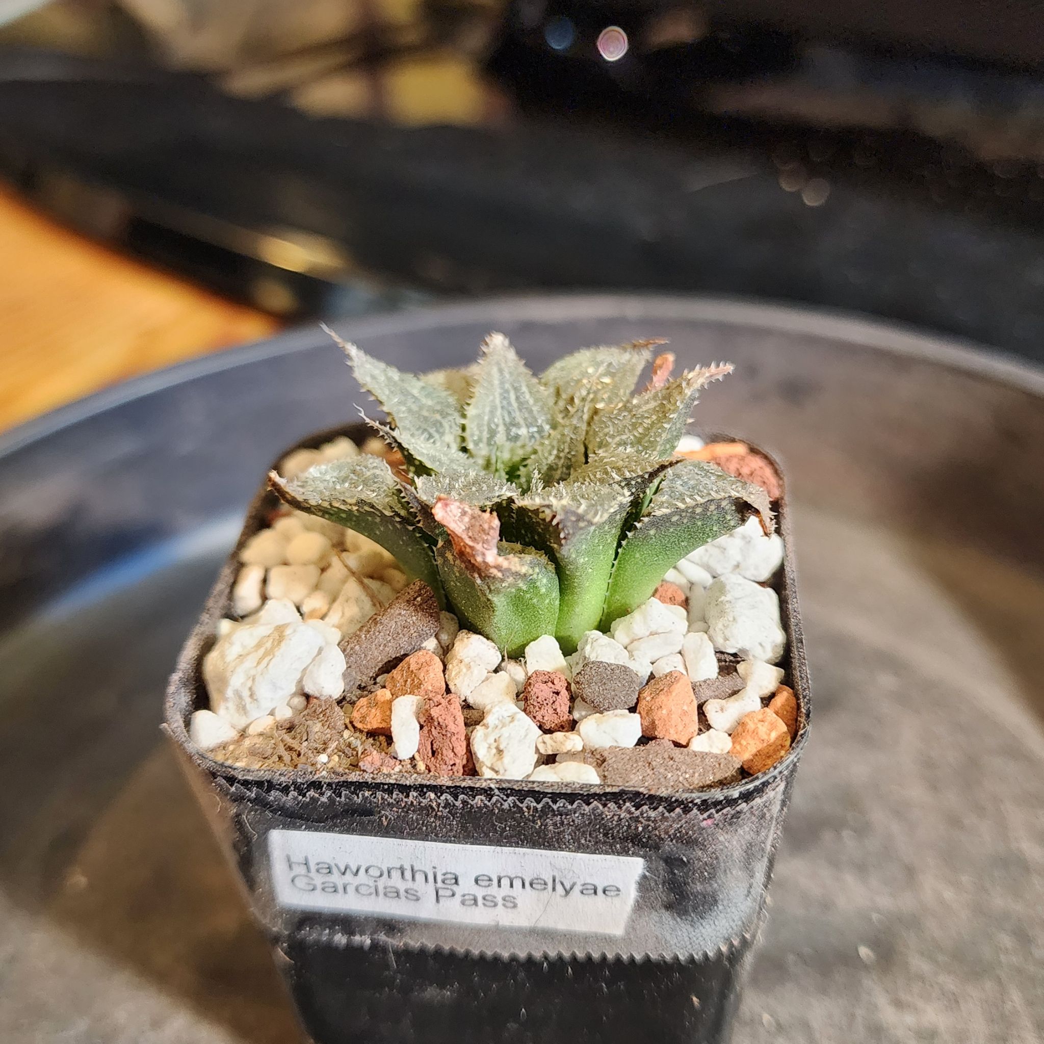 Photo of the plant species Haworthia emelyae by @Coma named H. 006 emelyae var major wimii on Greg, the plant care app