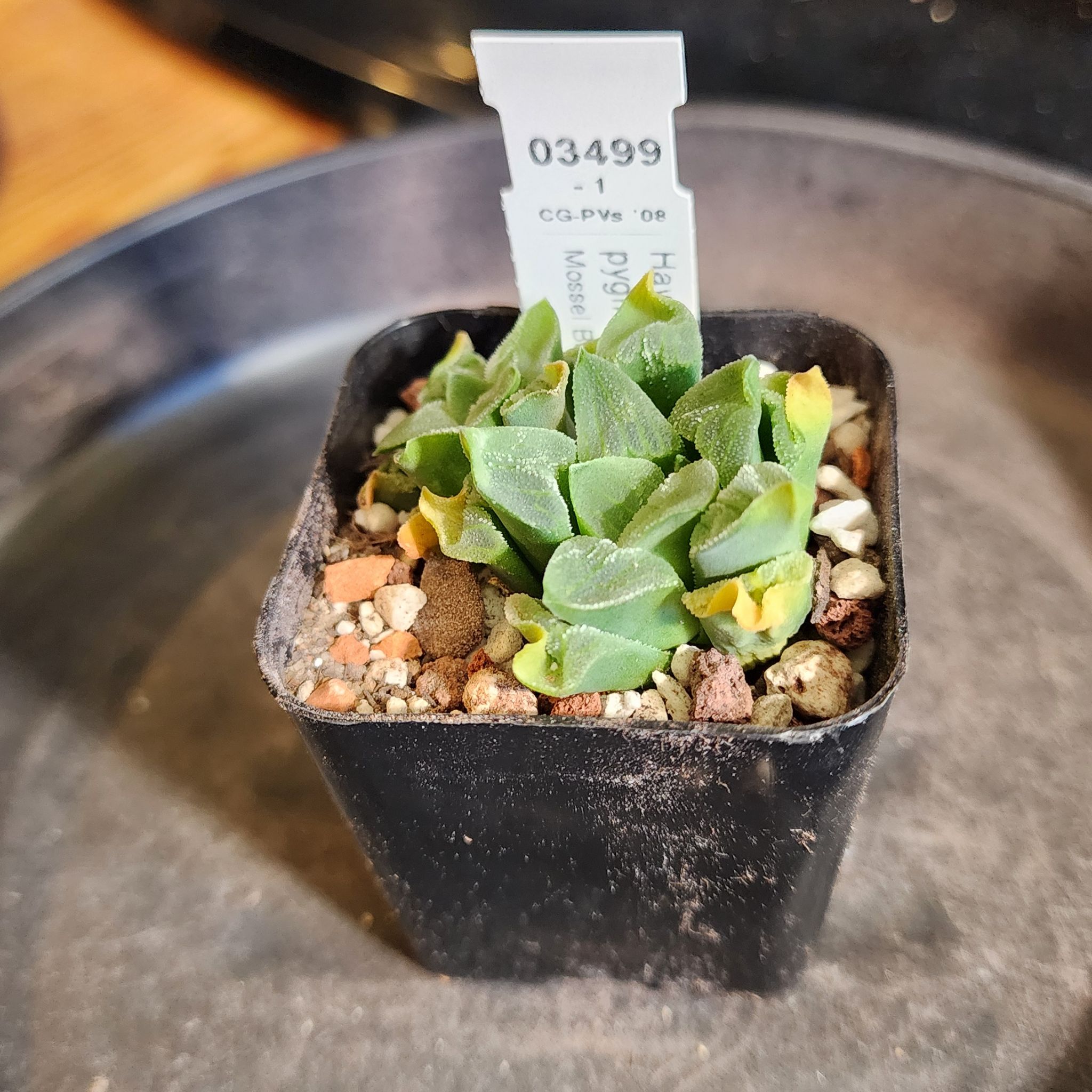 Photo of the plant species Haworthia pygmaea by @Coma named H. 005 pygmaea on Greg, the plant care app