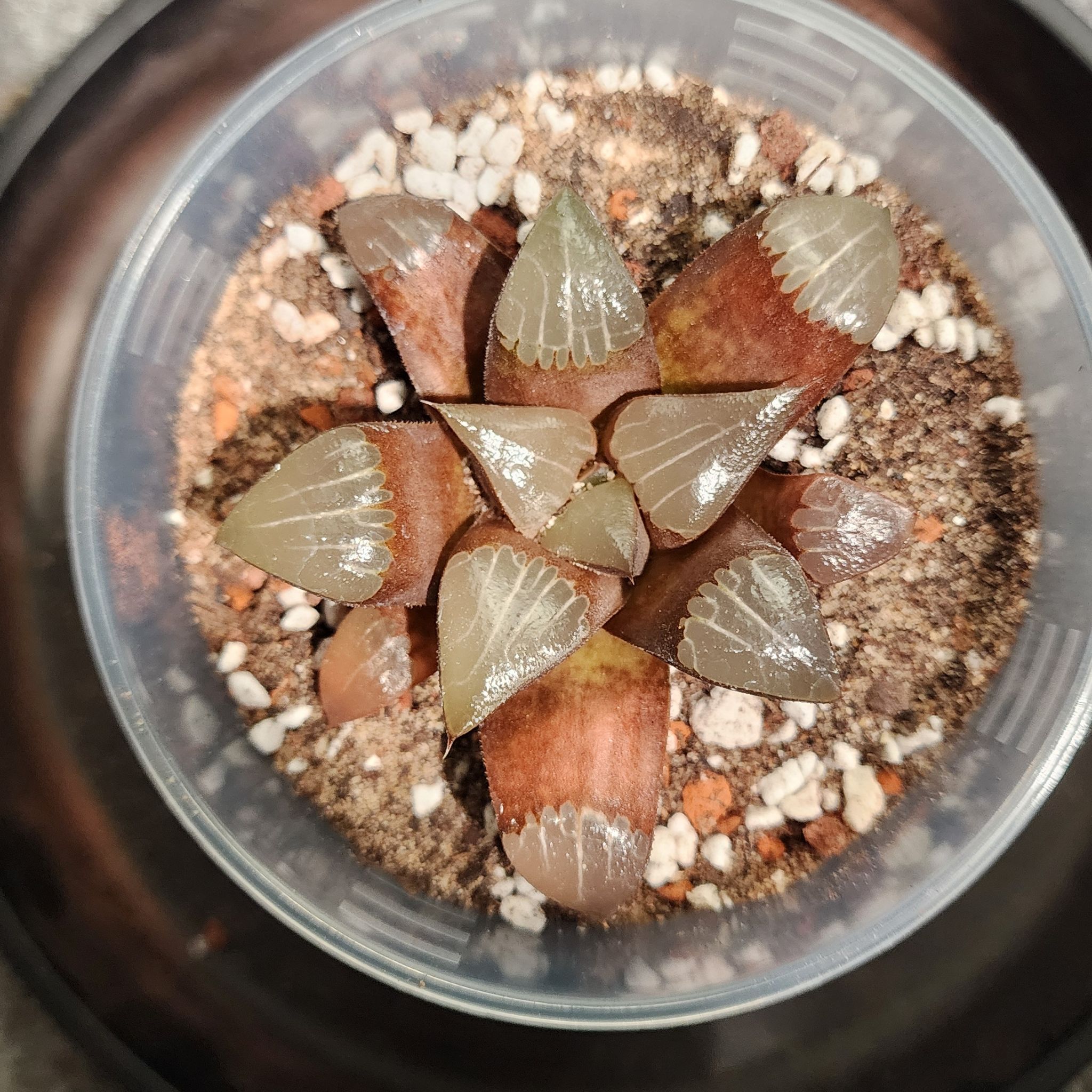 Photo of the plant species Haworthia bayeri by @Coma named H. 003 Bayeri on Greg, the plant care app