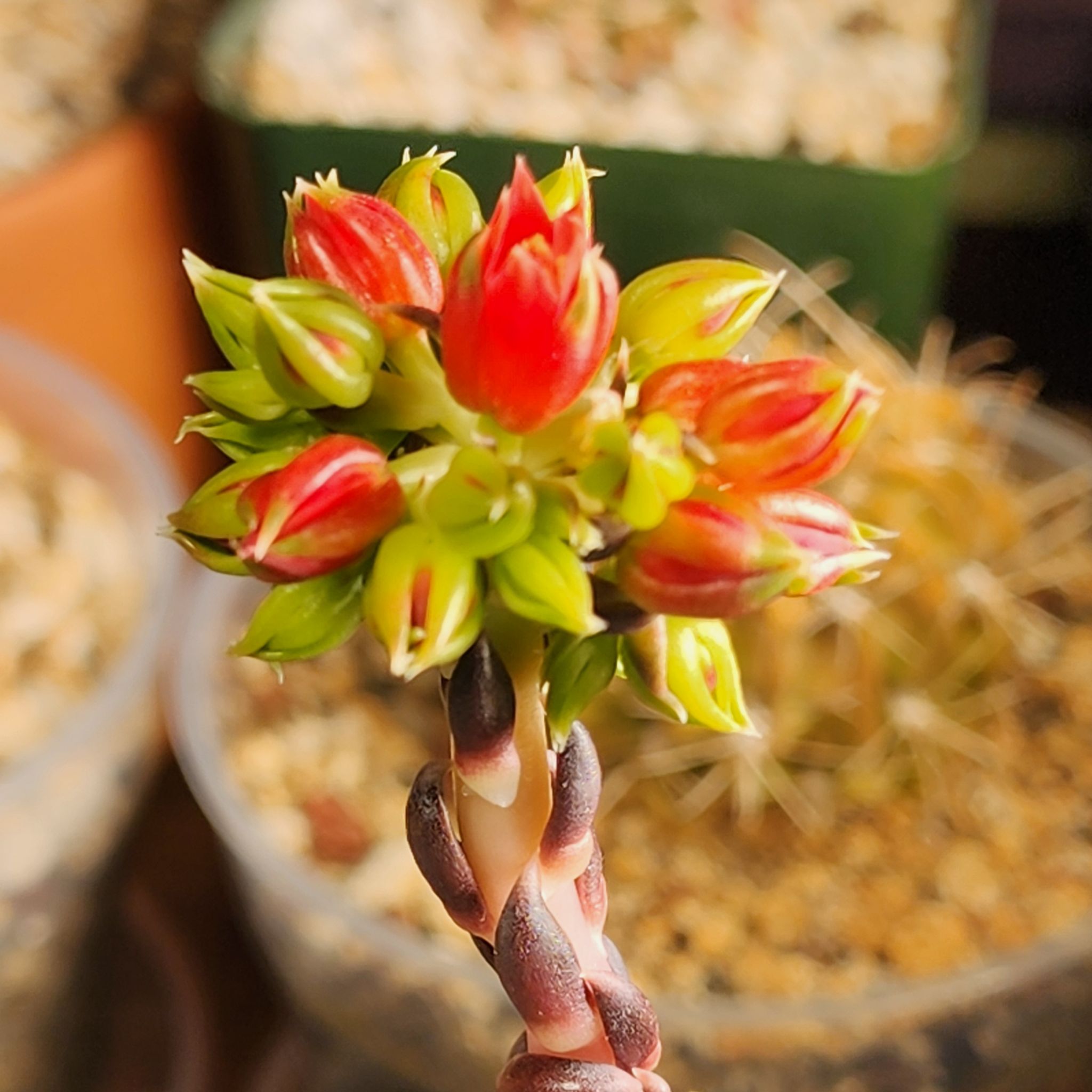 Photo of the plant species Black Echeveria by @Coma named E. 012 Affinis on Greg, the plant care app