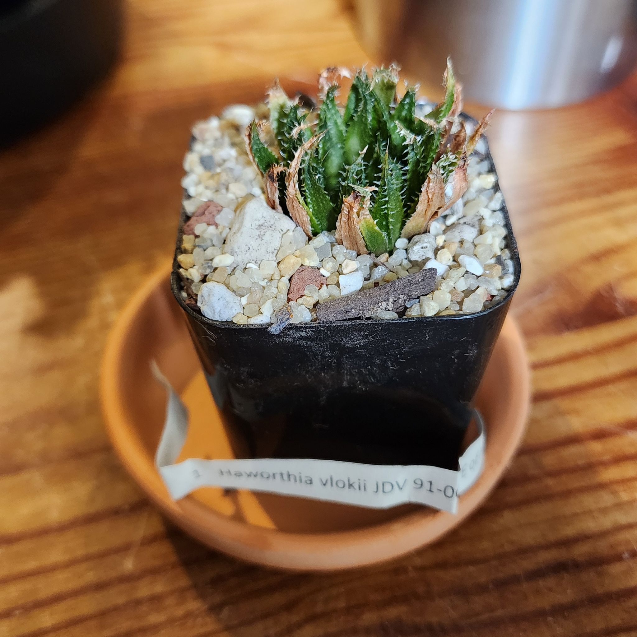 Photo of the plant species Haworthia vlokii by @Coma named H. 114 Vlokii on Greg, the plant care app