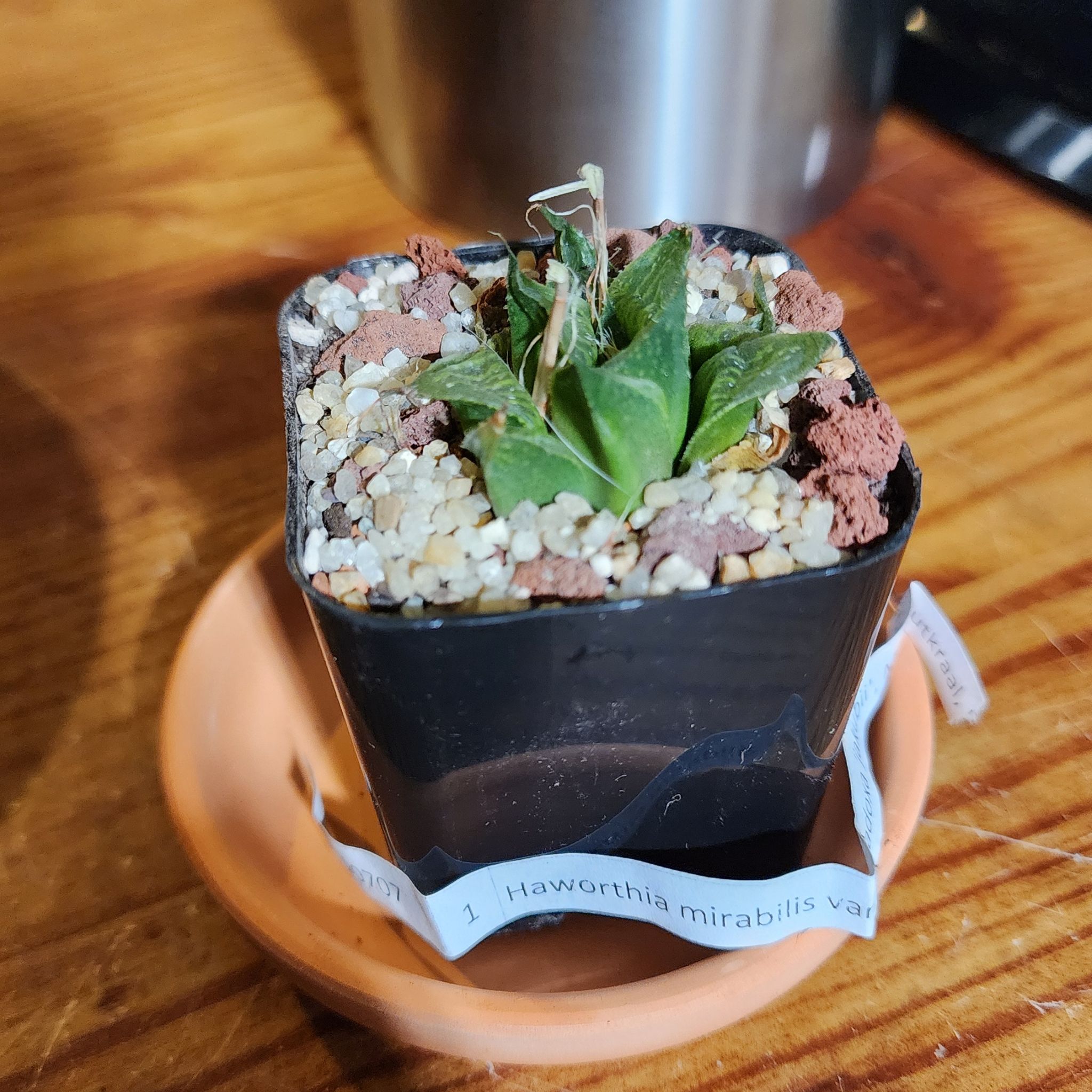 Photo of the plant species Haworthia mirabilis by @Coma named H. 008 Mirabilis var. paradoxa ‘jakubii on Greg, the plant care app