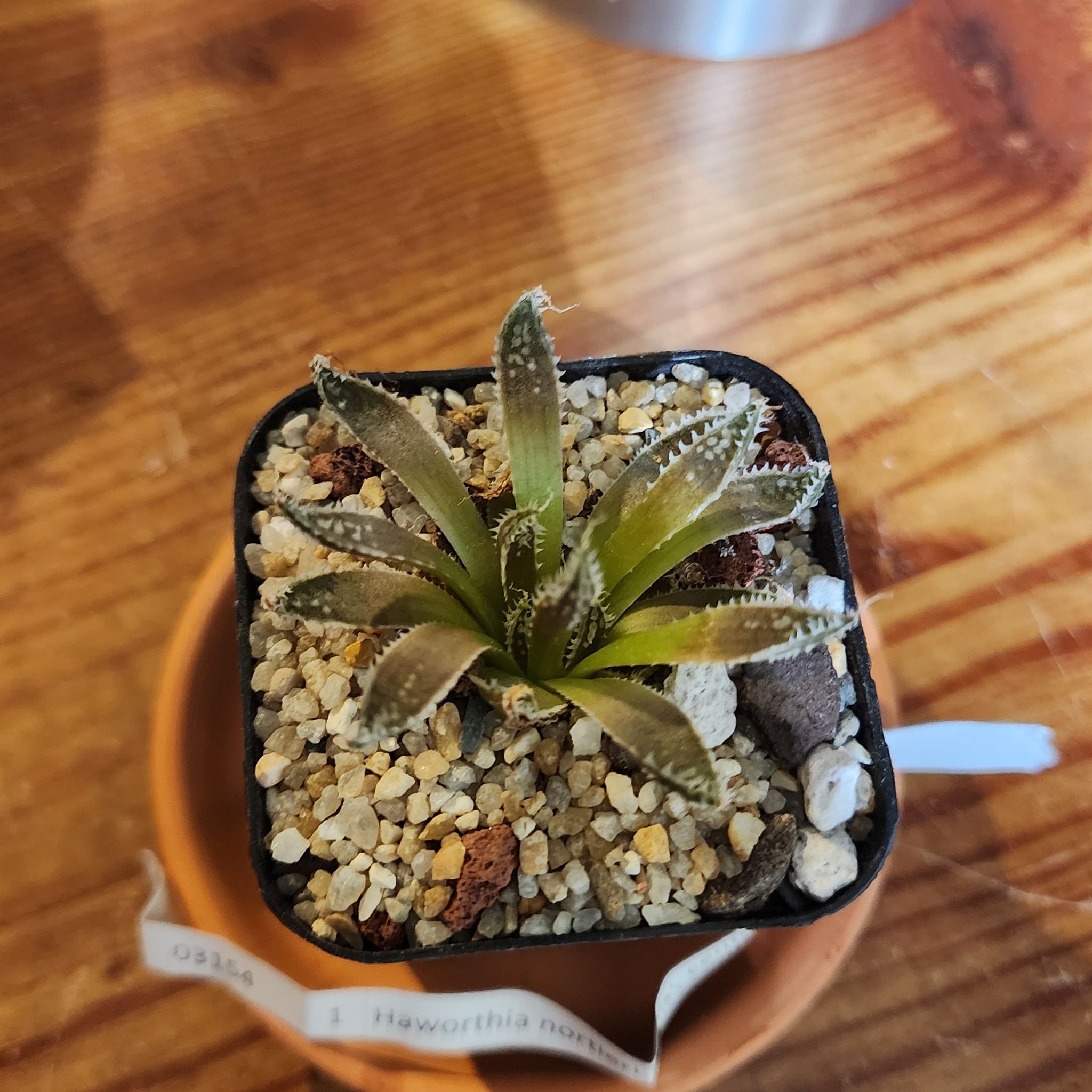 Photo of the plant species Haworthia nortieri var. nortieri by @Coma named H. 111 Nortieri ‘agnis' on Greg, the plant care app