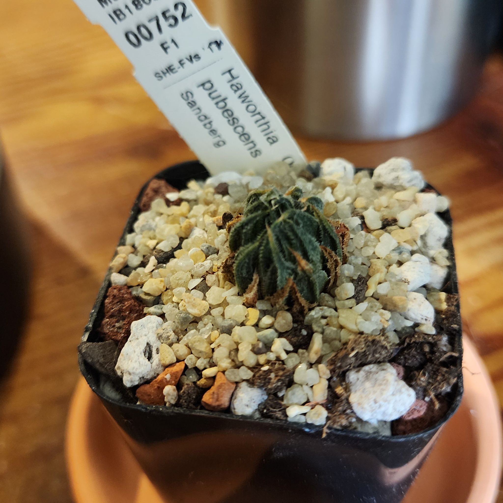 Photo of the plant species Haworthia pubescens by @Coma named H. 112 Pubescens on Greg, the plant care app