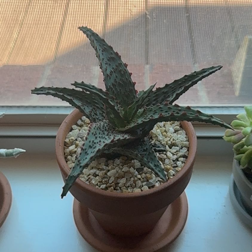 Photo of the plant species Aloe Hybrid by @Greenreeds named ChloroPhil on Greg, the plant care app