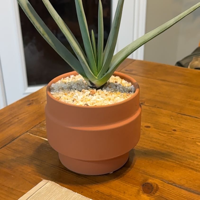 Photo of the plant species Fan Aloe by @Greenreeds named Rihanna on Greg, the plant care app