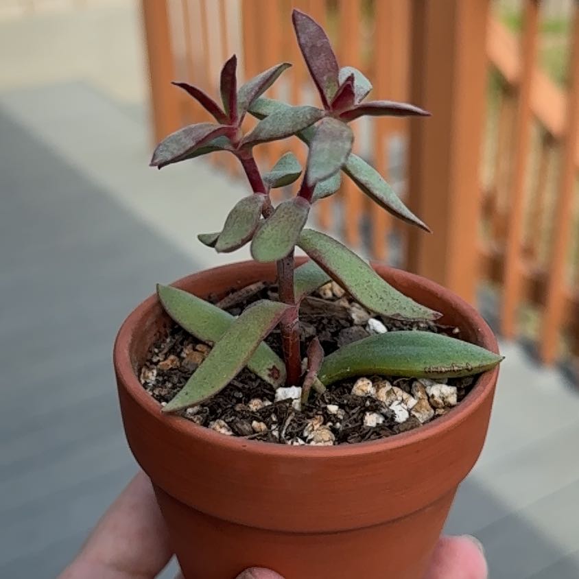 Photo of the plant species Crassula 'Burgundy' by @Greenreeds named Oscar on Greg, the plant care app