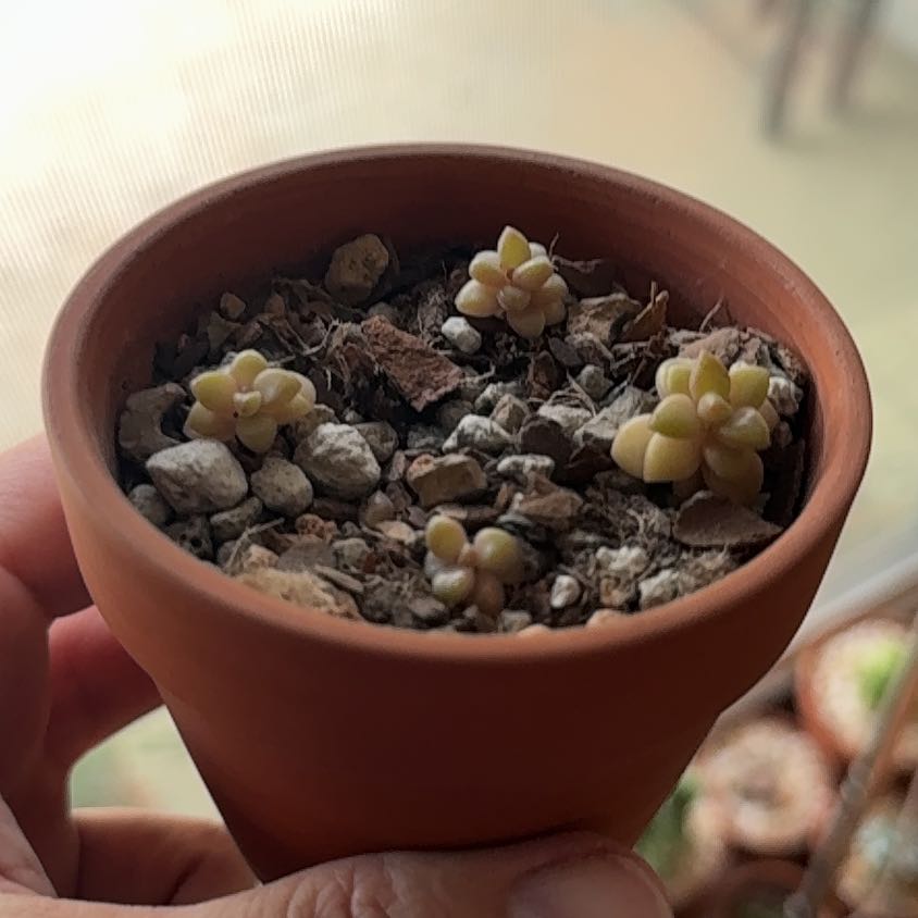 Photo of the plant species Sedum Shooting Star by @Greenreeds named Planty on Greg, the plant care app