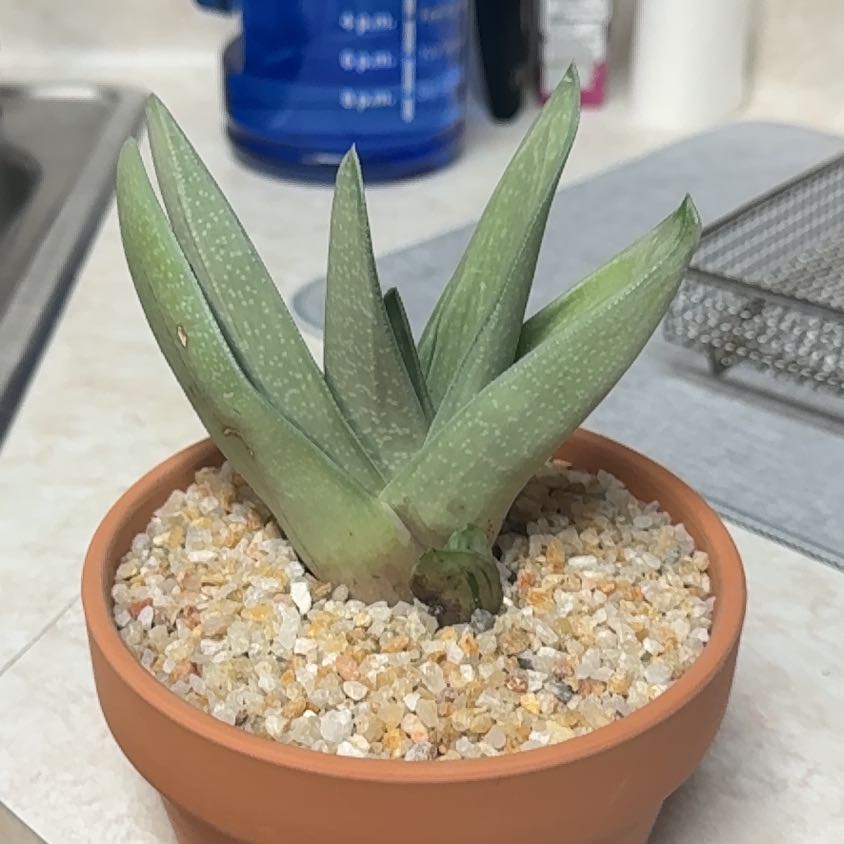 Photo of the plant species Gasteria Green Ice by @Greenreeds named Clooney on Greg, the plant care app
