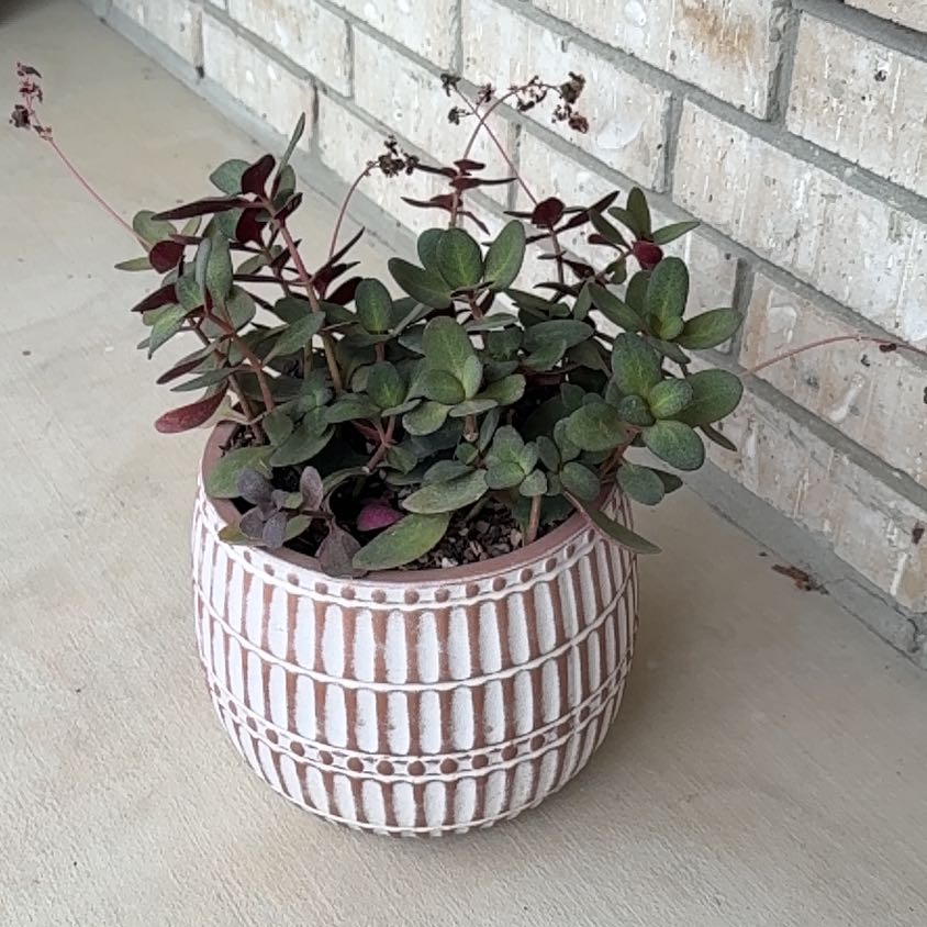 Photo of the plant species Red Fairy Crassula by @Greenreeds named Tree Fiddy on Greg, the plant care app