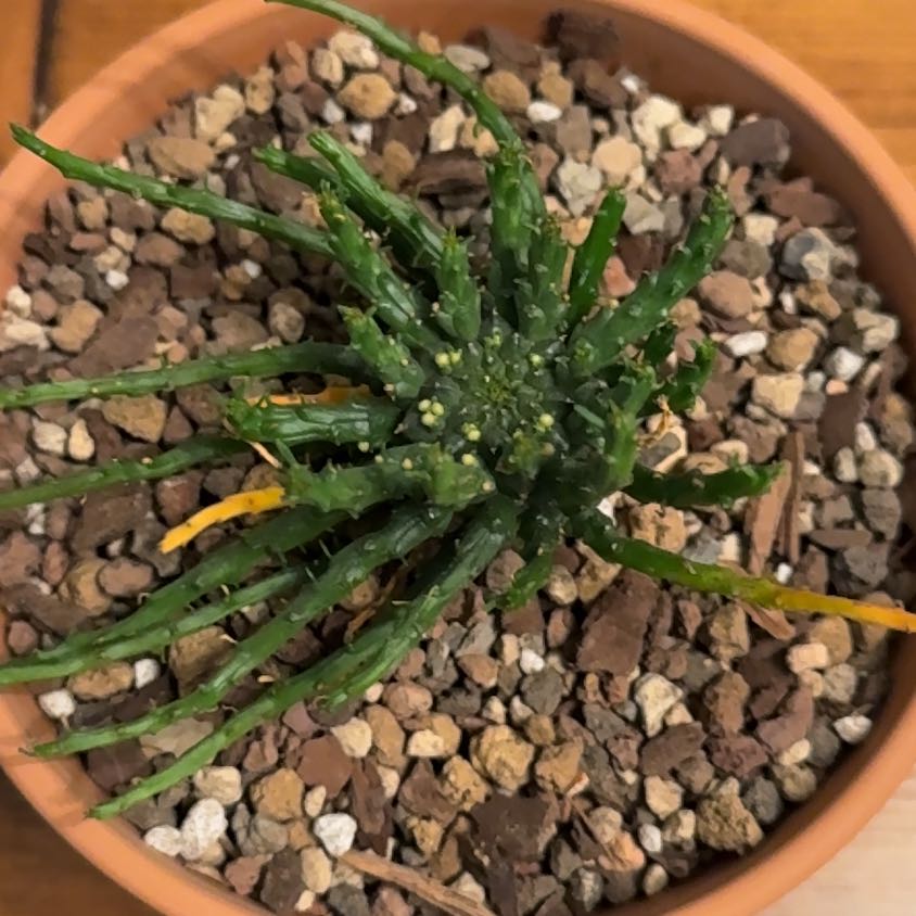 Photo of the plant species Medusa's Head Cactus by @Greenreeds named Fernie Mercury on Greg, the plant care app