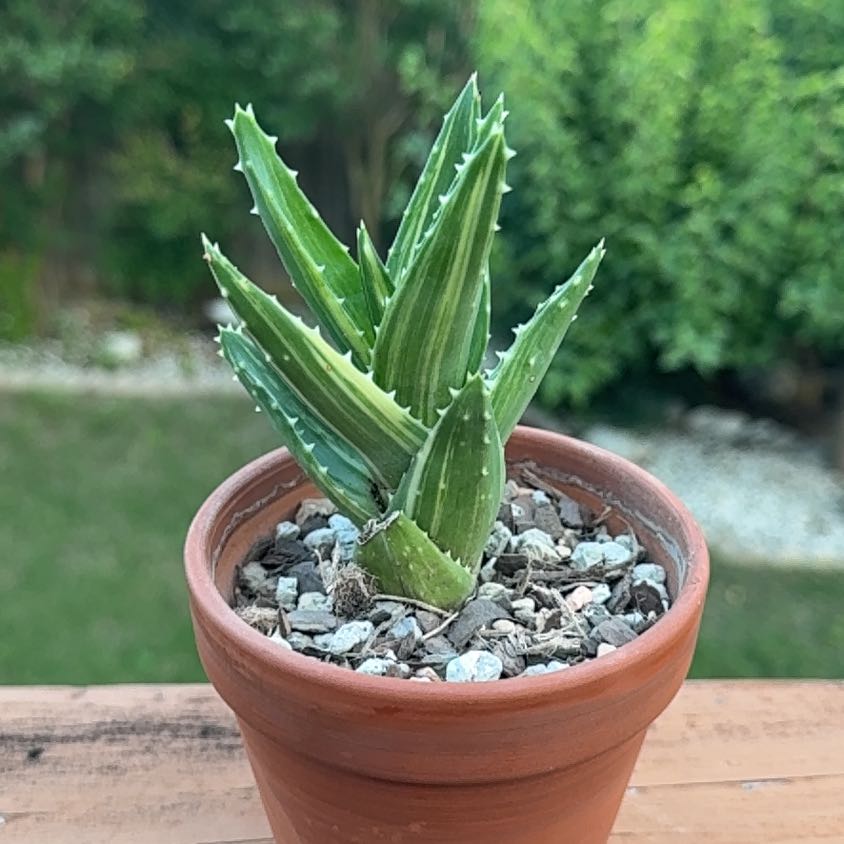 Photo of the plant species Variegated Aloe Nobilis by @Greenreeds named Gobi on Greg, the plant care app