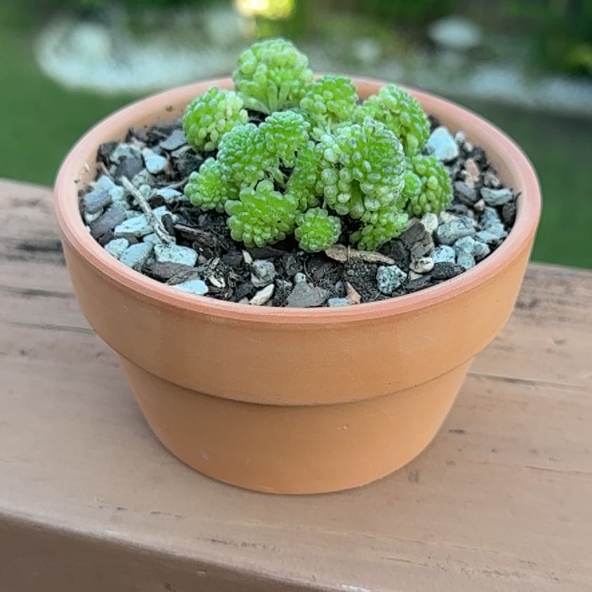 Photo of the plant species Monanthes polyphylla by @Greenreeds named Mochi on Greg, the plant care app