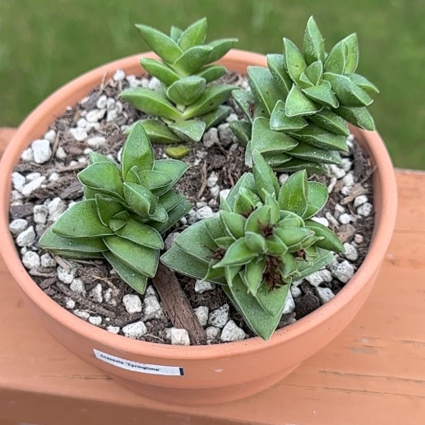 Photo of the plant species Crassula 'Springtime' by @Greenreeds named Remington on Greg, the plant care app