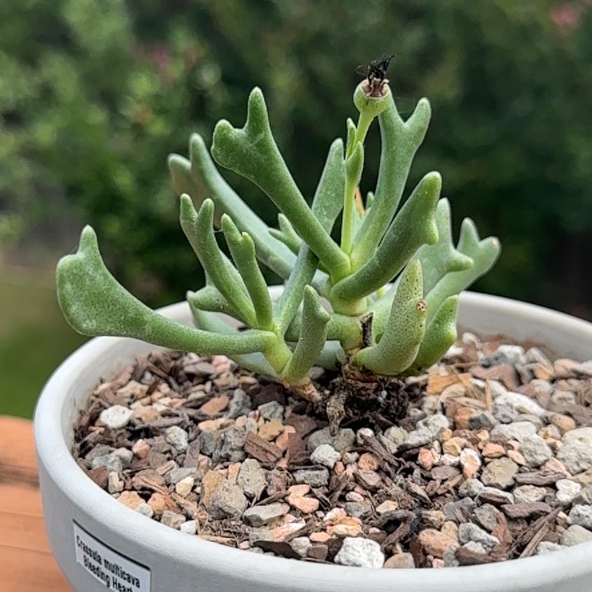 Photo of the plant species Elkhorn Plant by @Greenreeds named Kesha on Greg, the plant care app