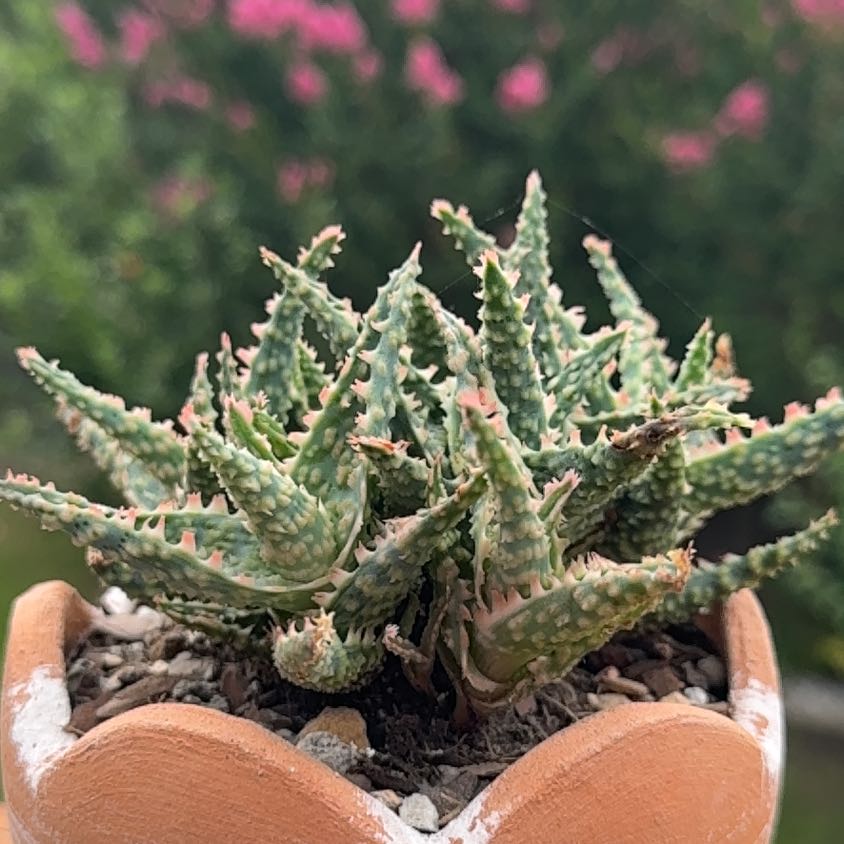 Photo of the plant species Aloe Oik by @Greenreeds named Sol on Greg, the plant care app