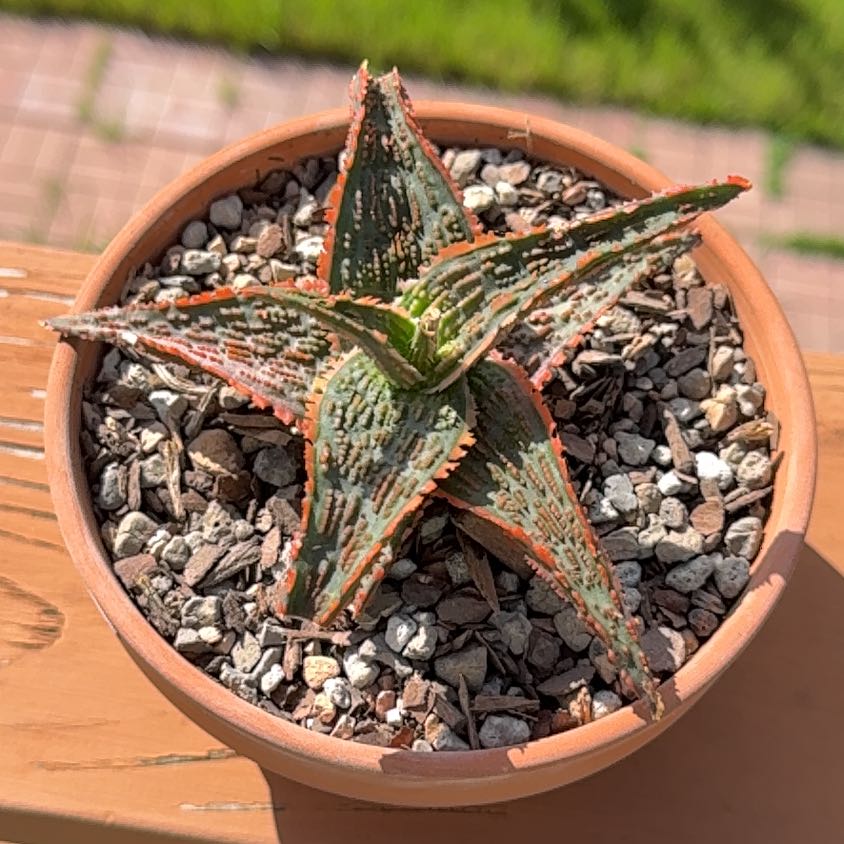 Photo of the plant species Aloe Hybrid by @Greenreeds named Sigmund on Greg, the plant care app