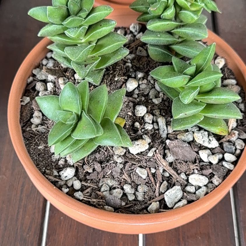 Photo of the plant species Crassula 'Springtime' by @Greenreeds named Harper on Greg, the plant care app