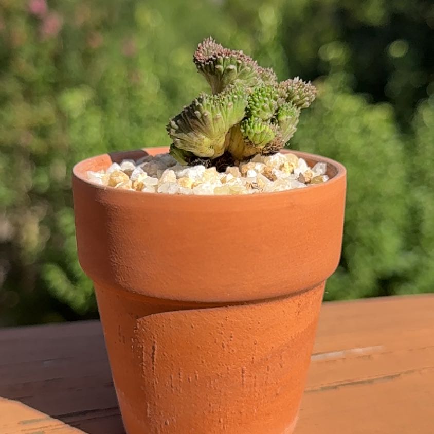 Photo of the plant species Medusa's Head by @Greenreeds named Nemo on Greg, the plant care app