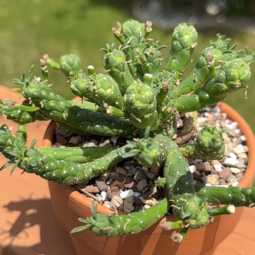 Photo of the plant species Medusa's Head by @Greenreeds named LiloStitch on Greg, the plant care app