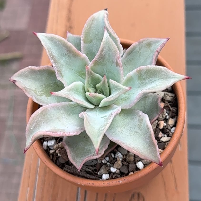 Photo of the plant species Echeveria 'Madiba' by @Greenreeds named Marley on Greg, the plant care app