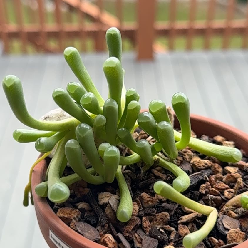 Photo of the plant species Baby Toes by @Greenreeds named Bruce Lee on Greg, the plant care app