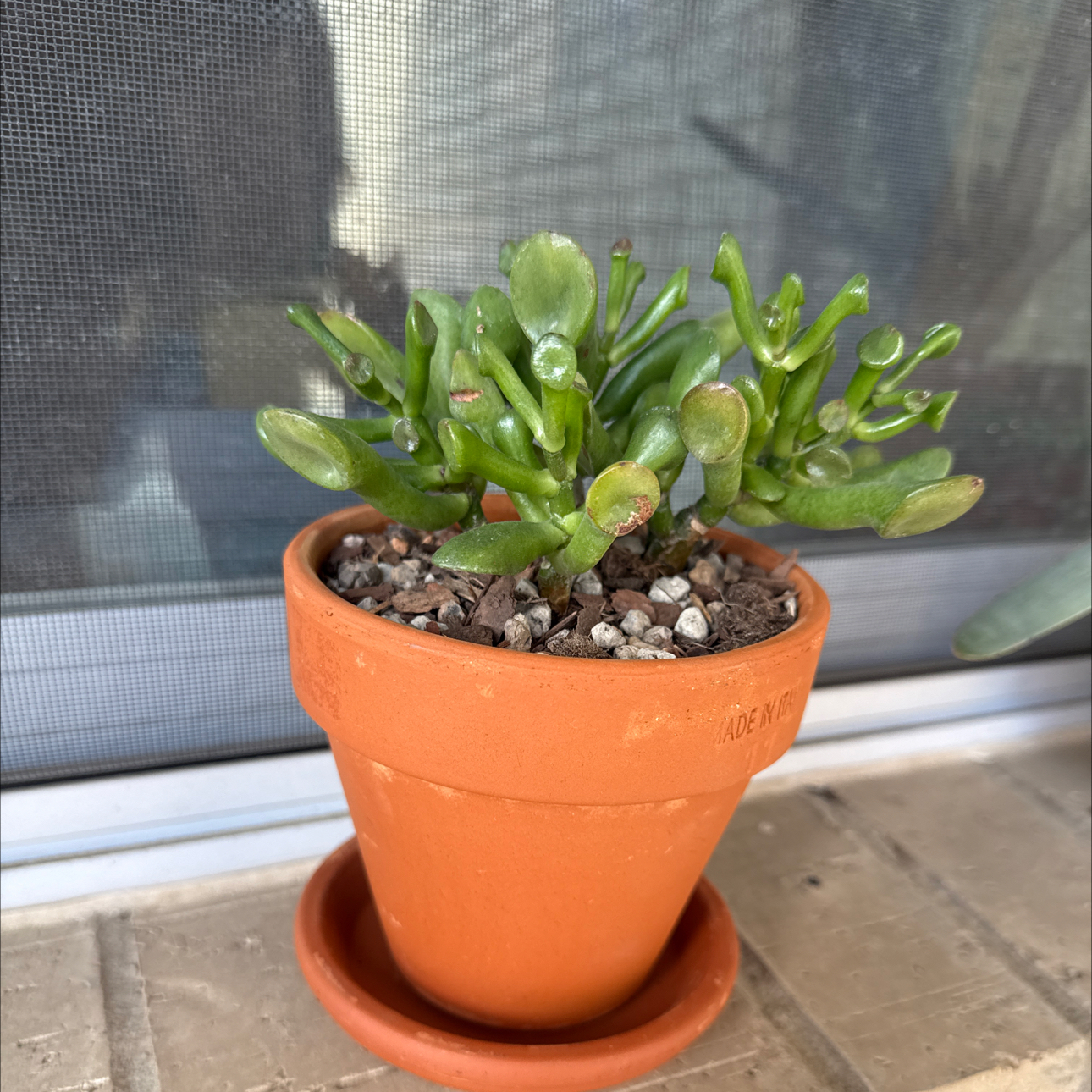 Photo of the plant species Ogre's Ears Jade by @Greenreeds named Shrek on Greg, the plant care app