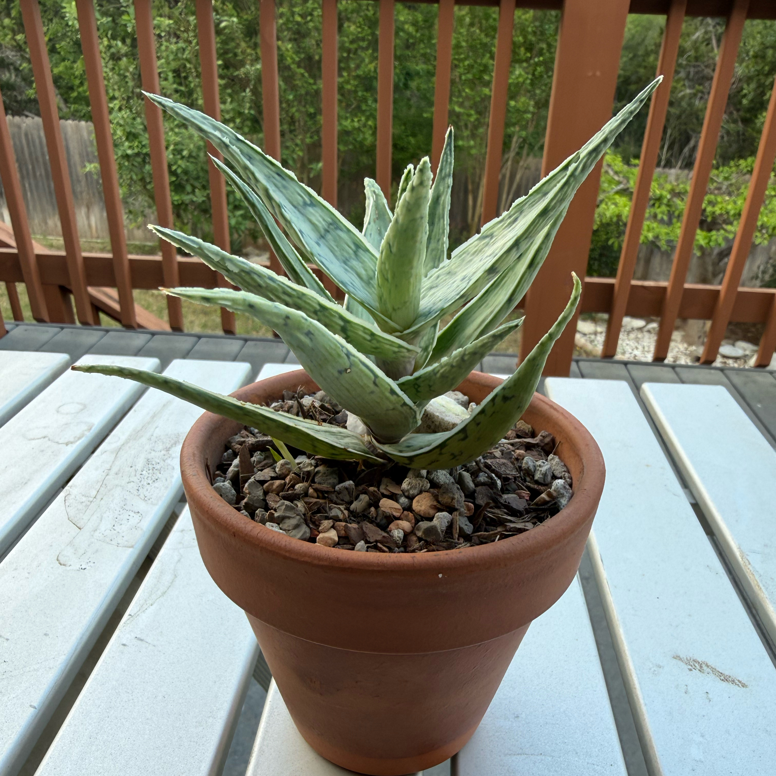 Photo of the plant species Aloe 'White beauty' by @Greenreeds named Doja Cat on Greg, the plant care app