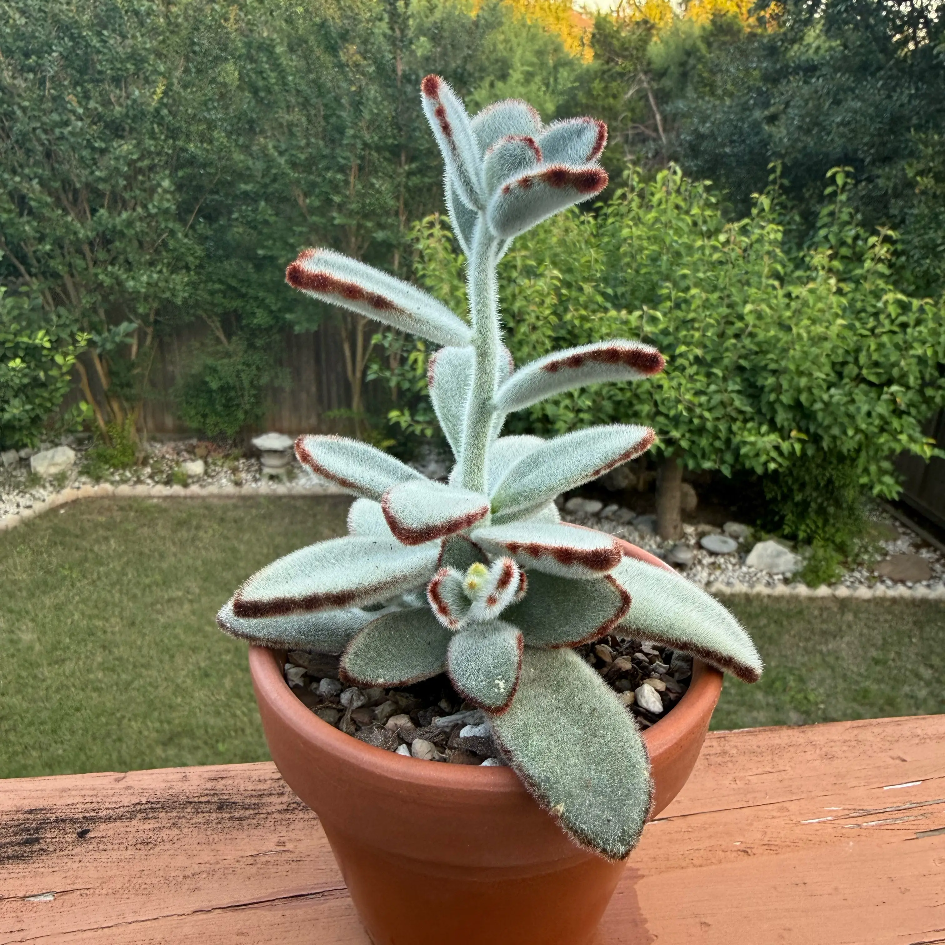 Photo of the plant species Black Tie Panda Plant by @Greenreeds named Ulysses S Plant on Greg, the plant care app