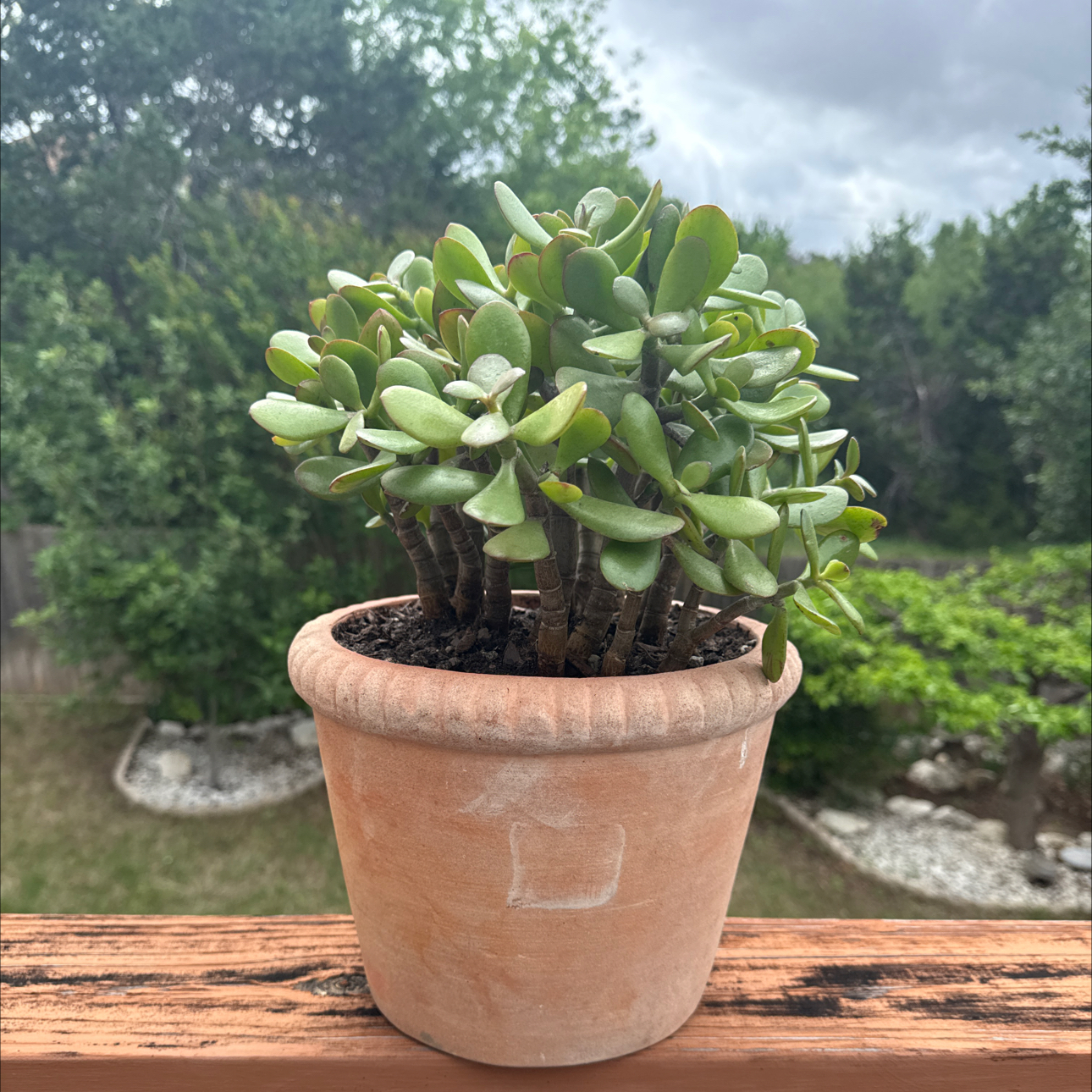Photo of the plant species Crassula 'Botany Bay' by @Greenreeds named Bodega on Greg, the plant care app