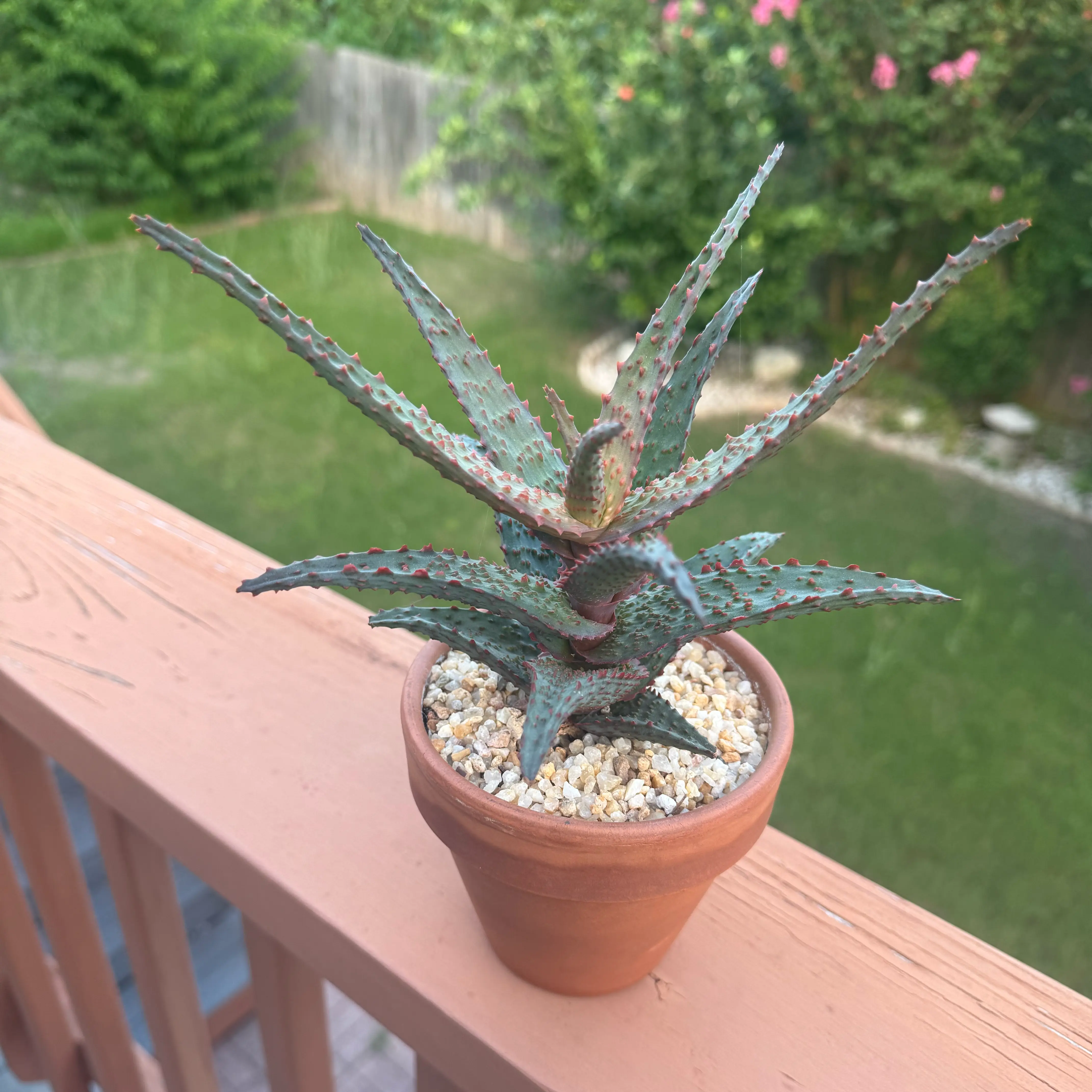 Photo of the plant species Aloe Hybrid by @Greenreeds named ChloroPhil on Greg, the plant care app