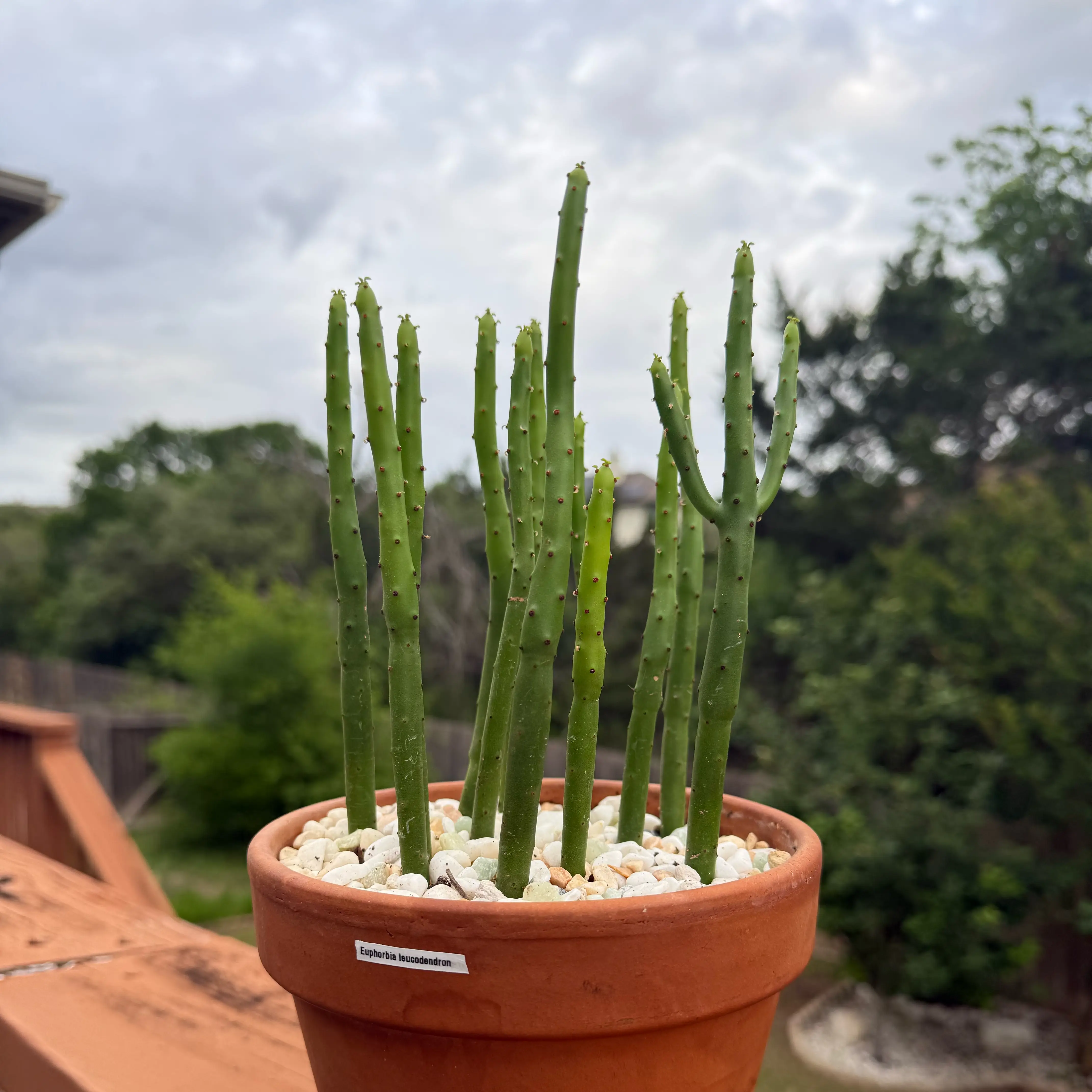 Photo of the plant species Euphorbia leucodendron by @Greenreeds named Elle on Greg, the plant care app