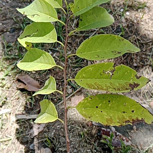 Photo of the plant species Custard Apple by @PoetCornflower named Sonora on Greg, the plant care app