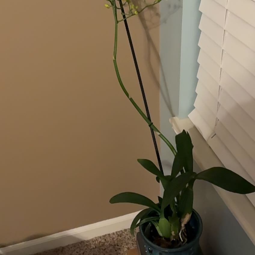 Photo of the plant species Oncidium 'Sweet Sugar' by @TopdogAngelmoss named Peter on Greg, the plant care app